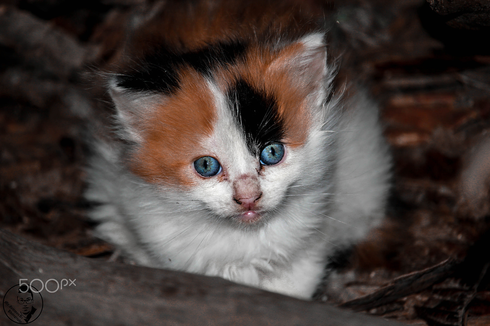 Canon EF-S 55-250mm F4-5.6 IS STM sample photo. Sweet cat photography