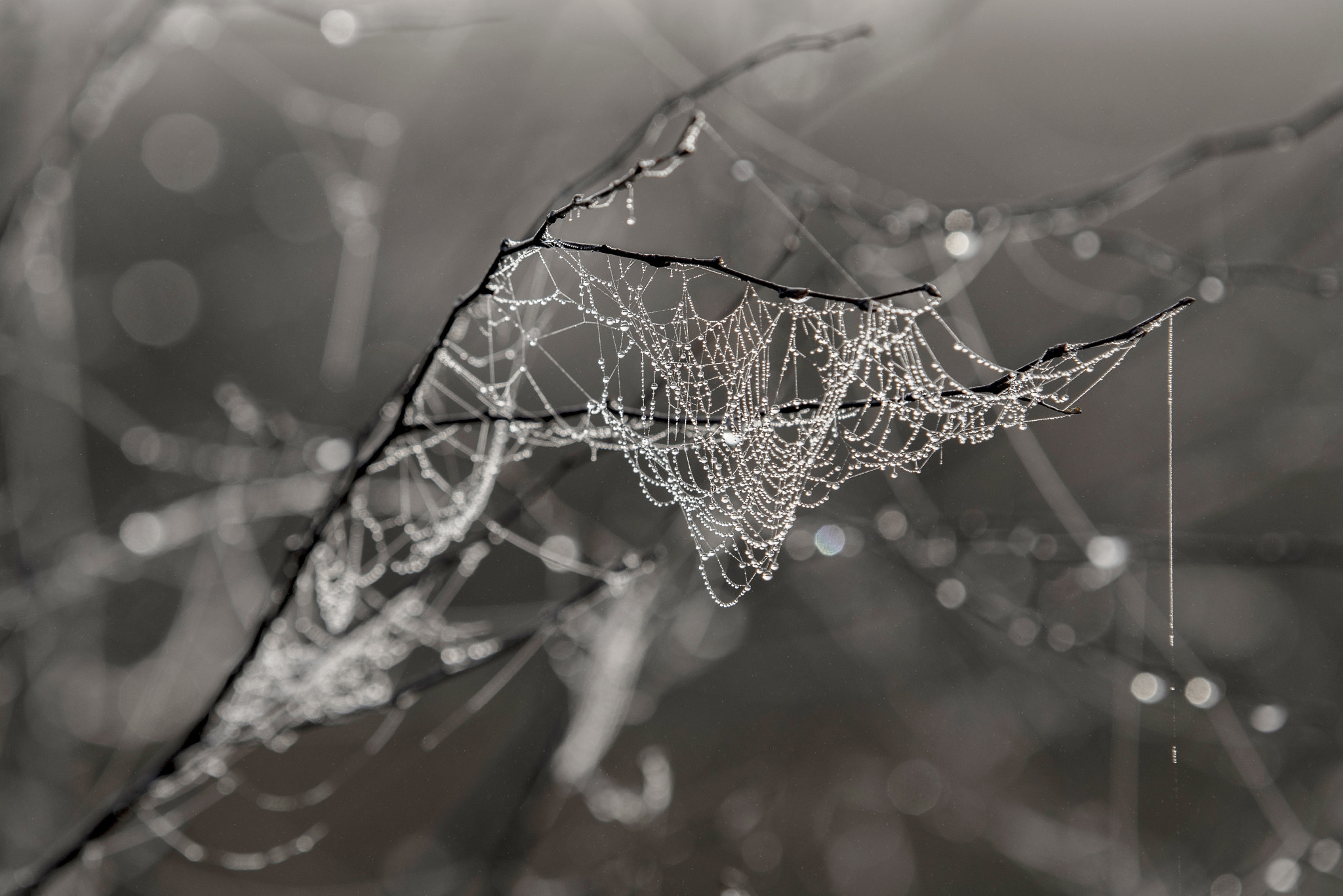 Nikon D750 + Sigma 50-500mm F4-6.3 EX APO RF HSM sample photo. Spider web at the dead moor photography