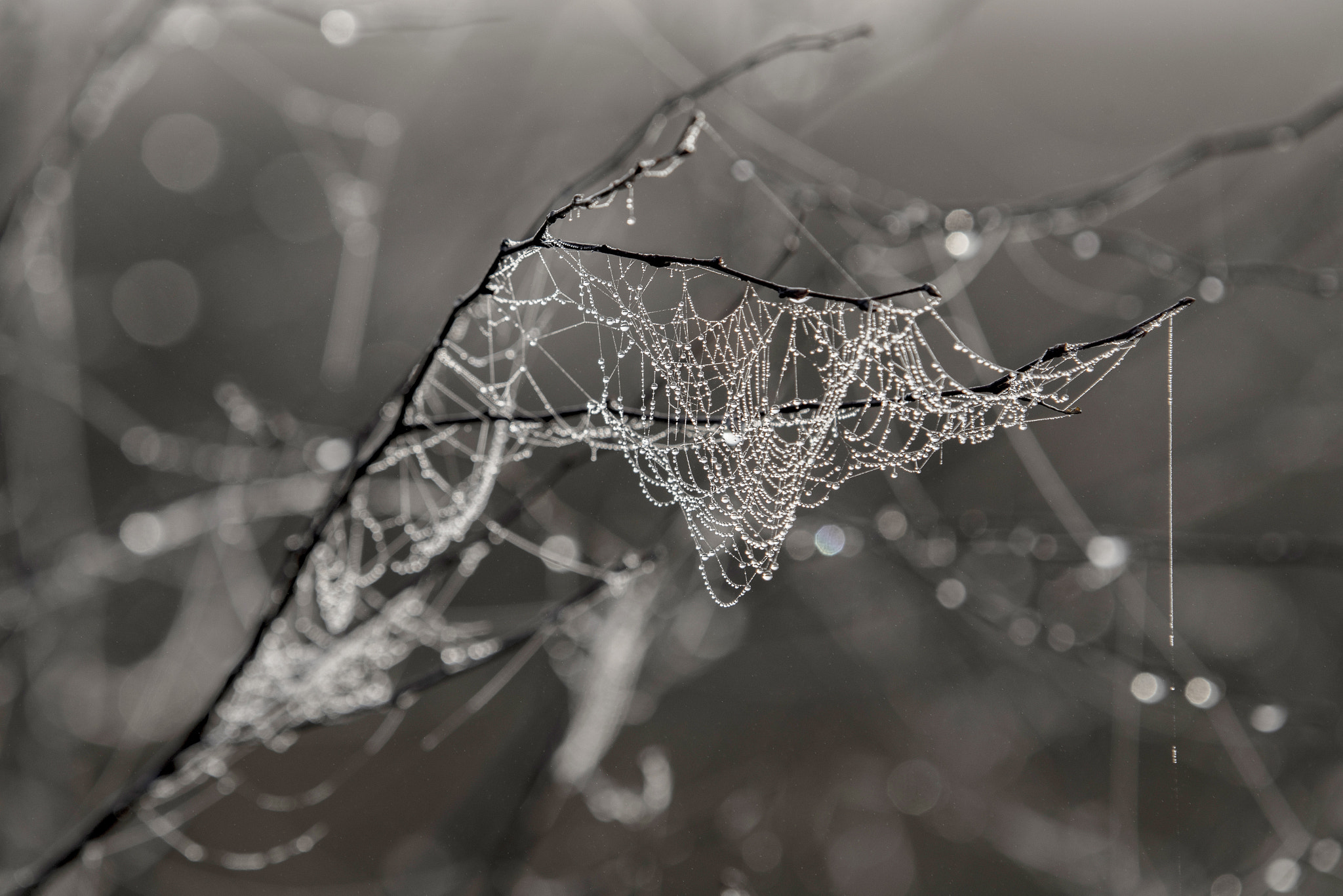 Sigma 50-500mm F4-6.3 EX APO RF HSM sample photo. Spider web at the dead moor photography