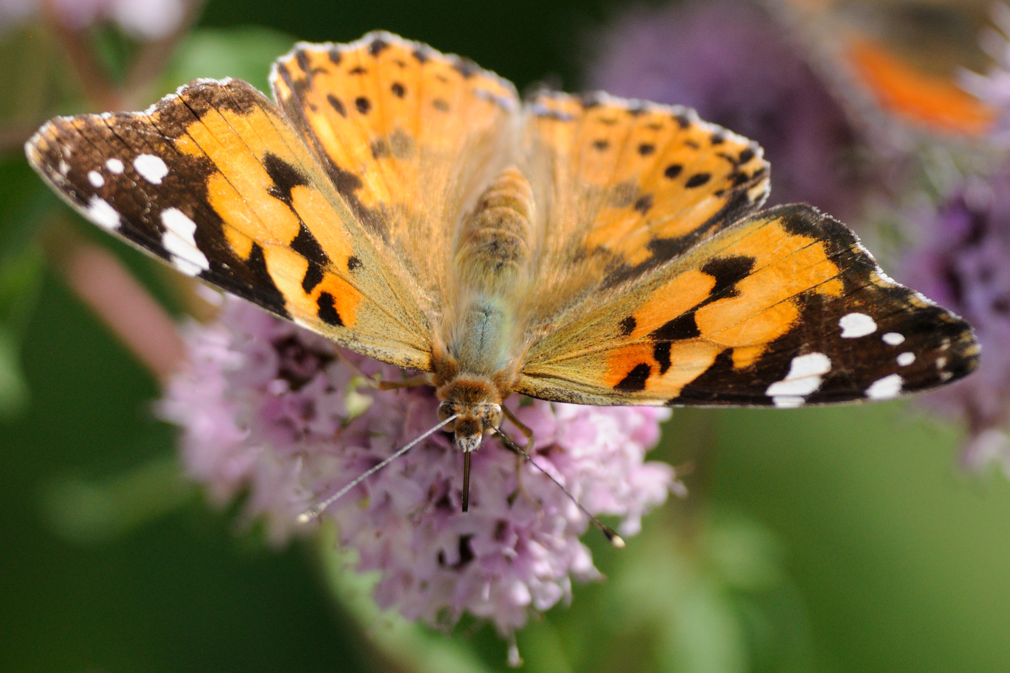 Nikon D5000 + Nikon AF-S Nikkor 300mm F4D ED-IF sample photo. The painted lady, sipping nectar from wild flowers photography