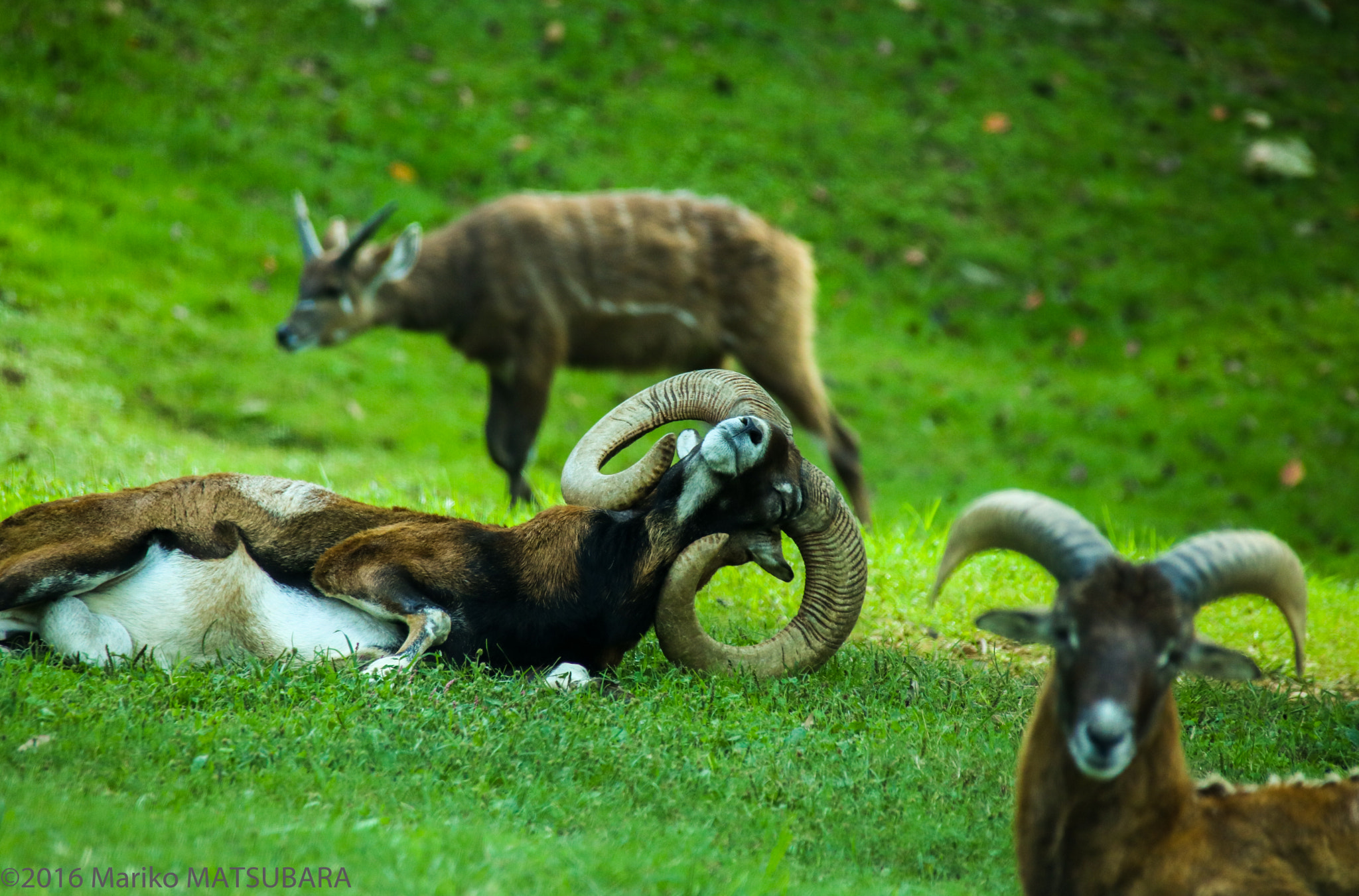 Canon EOS 760D (EOS Rebel T6s / EOS 8000D) + Canon EF 75-300mm F4.0-5.6 IS USM sample photo. Using his horns as a pillow photography