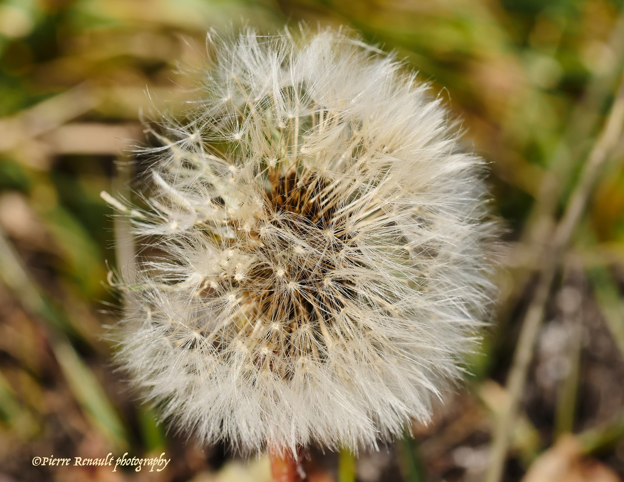 Olympus M.Zuiko Digital ED 60mm F2.8 Macro sample photo. Seed photography