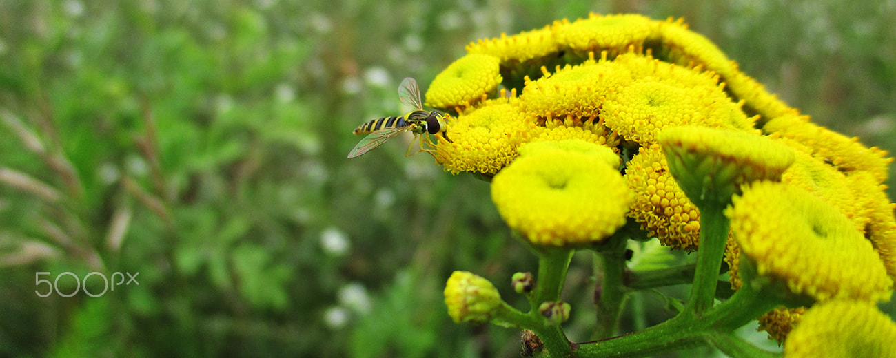 Canon PowerShot ELPH 180 (IXUS 175 / IXY 180) sample photo. Fly drinking nectar from flower photography