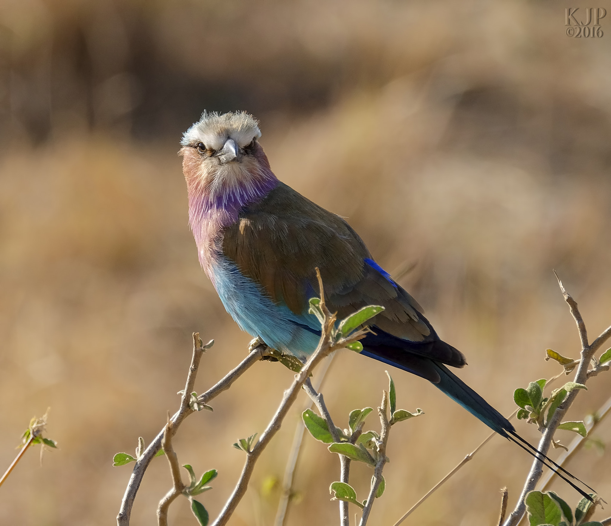 Fujifilm XF 100-400mm F4.5-5.6 R LM OIS WR sample photo. Lilac breasted roller photography