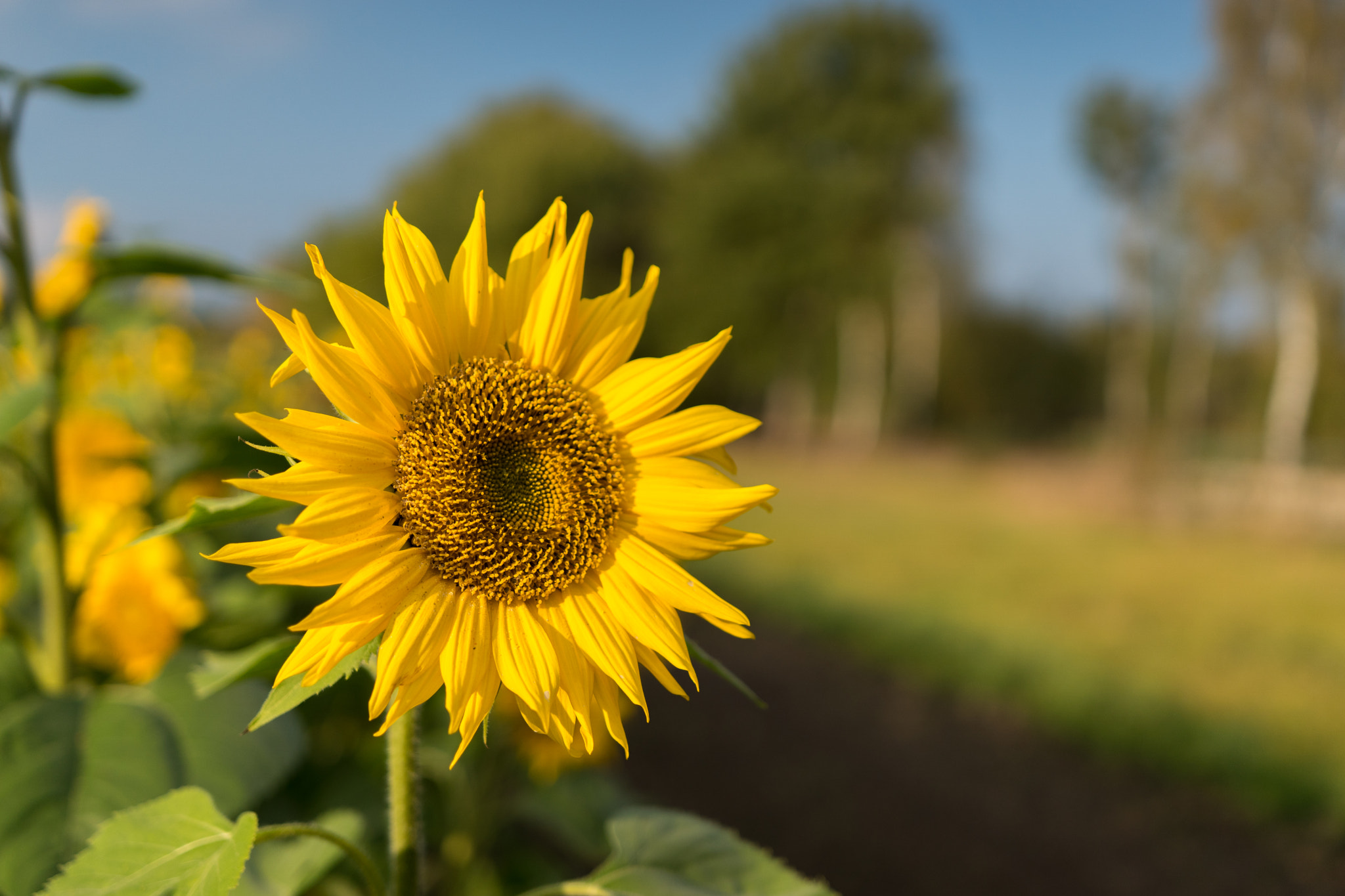 Sony ILCA-77M2 sample photo. A little sun(-flower) on this gray day. photography