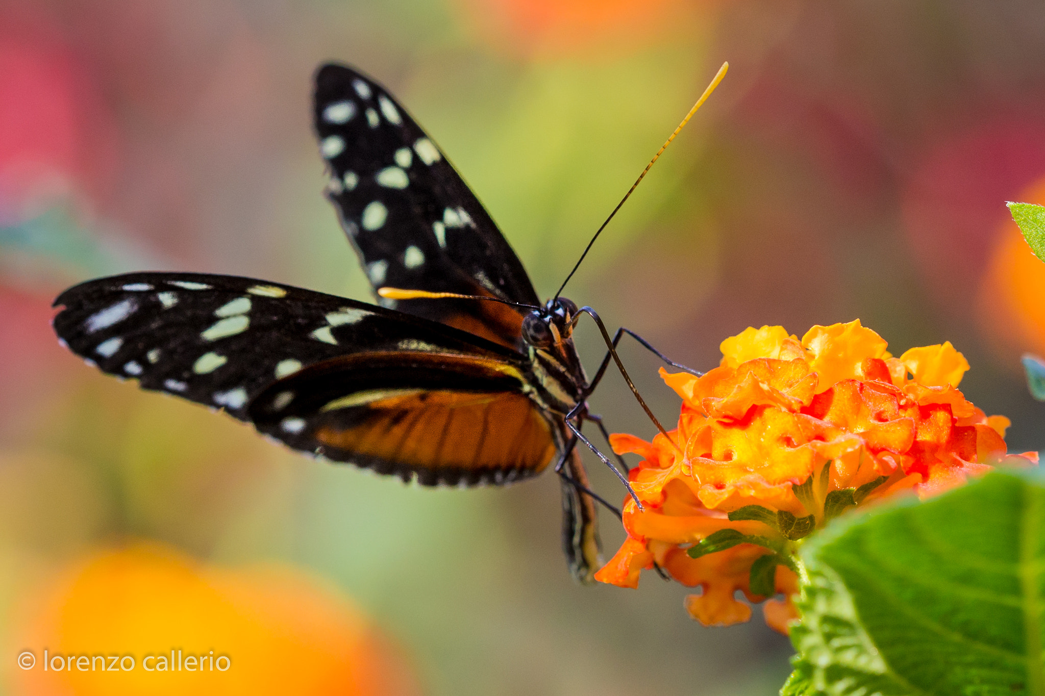 Sigma 150mm f/2.8 EX DG OS HSM APO Macro sample photo. Color butterfly photography