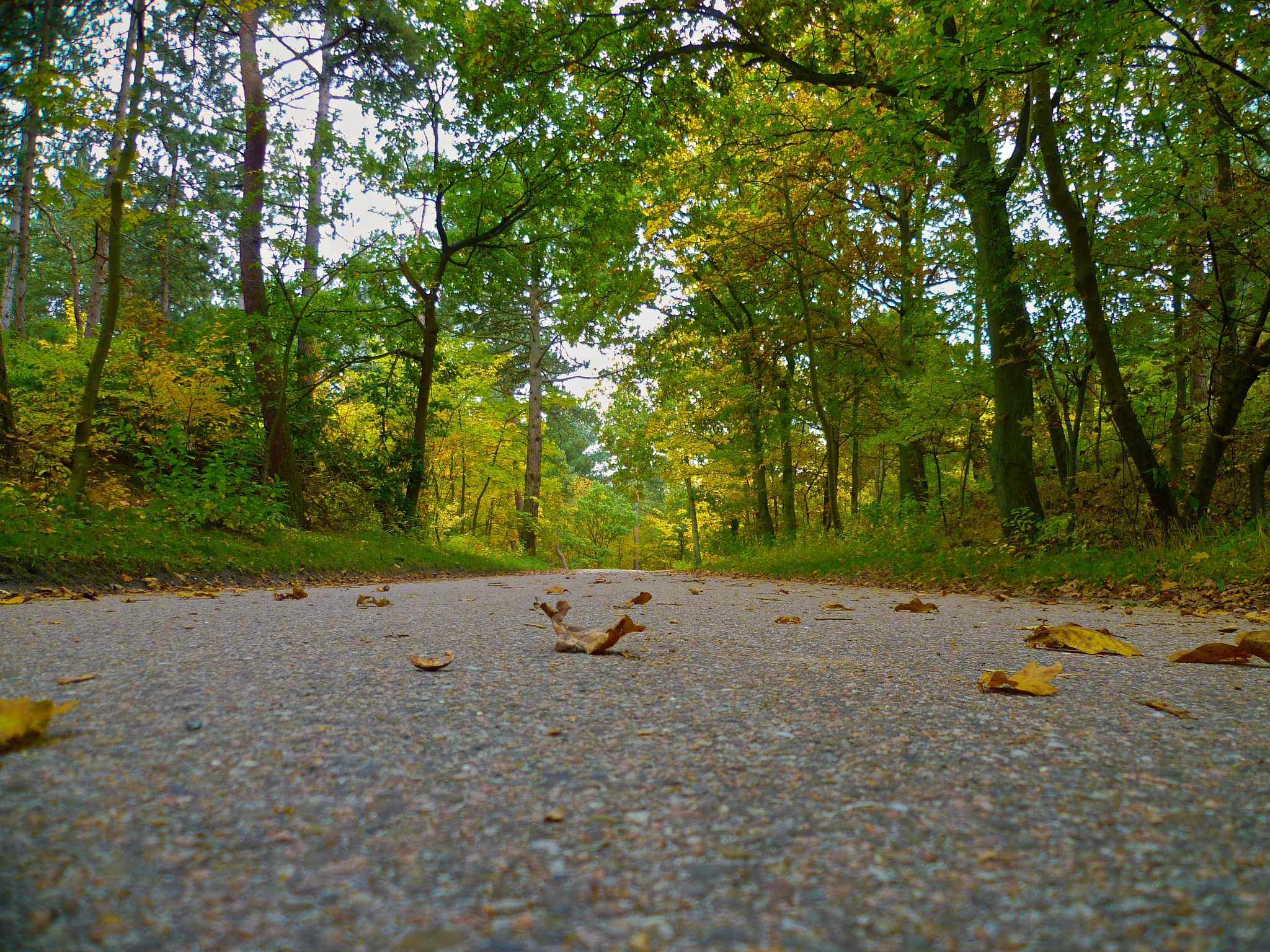 Panasonic DMC-FS10 sample photo. Autumn road photography