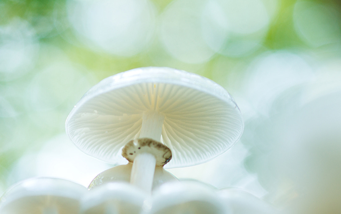 Sony Alpha DSLR-A550 + Sony 100mm F2.8 Macro sample photo. Porcelain fungus photography