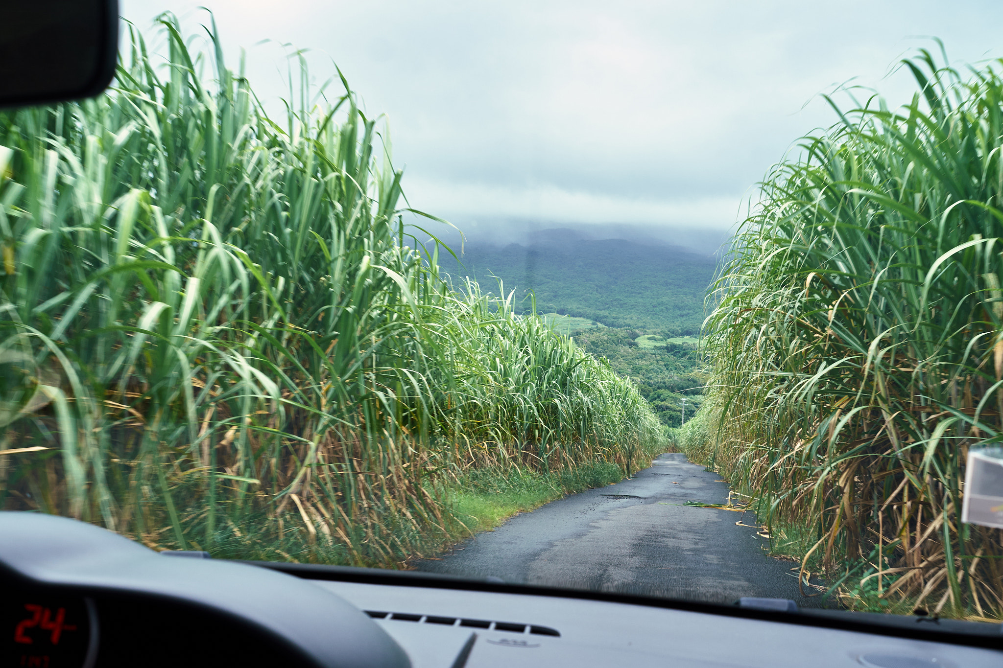Fujifilm X-E1 + Fujifilm XF 27mm F2.8 sample photo. Sugar canes photography