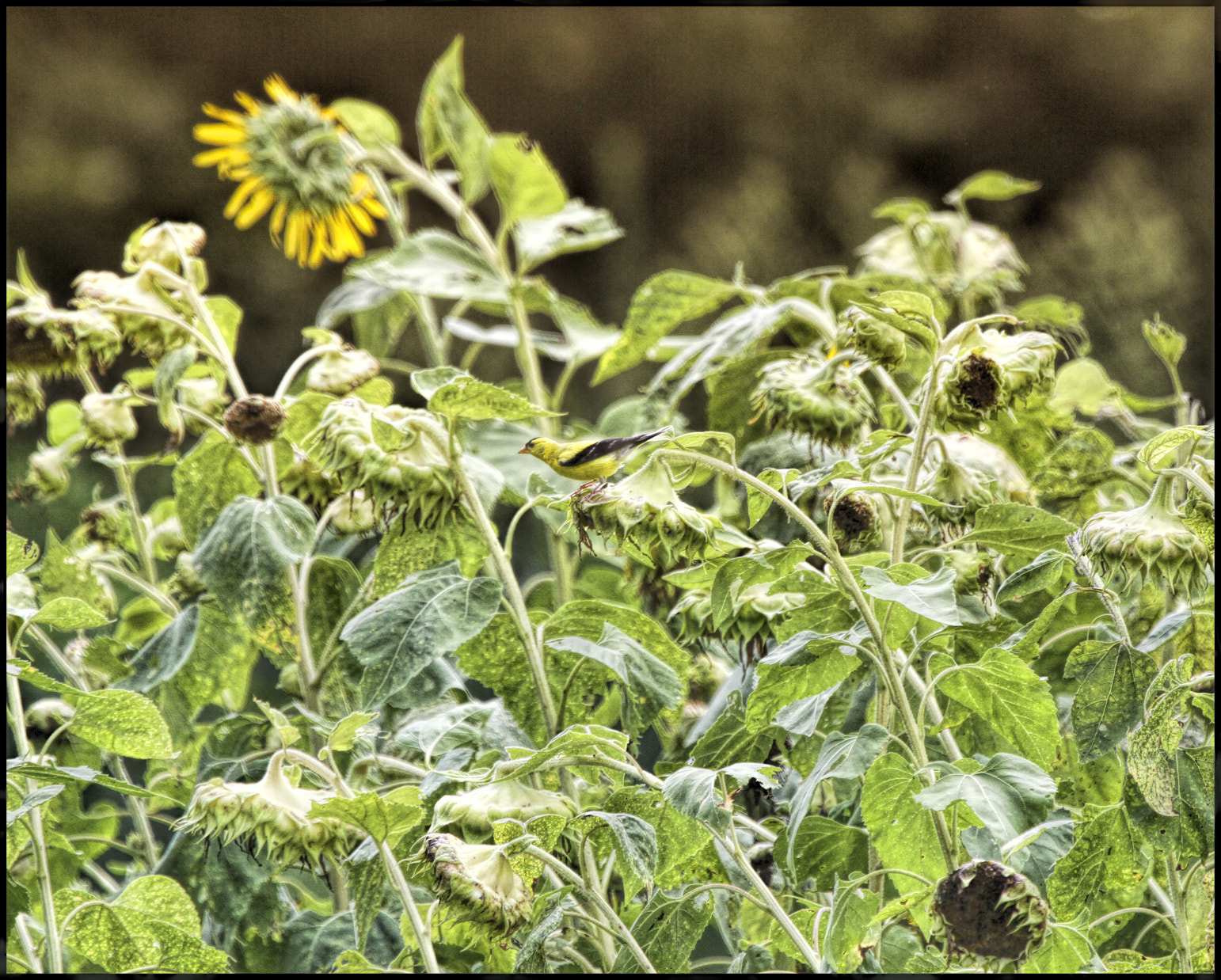 Canon EF 100-400mm F4.5-5.6L IS USM sample photo. In fields of gold photography