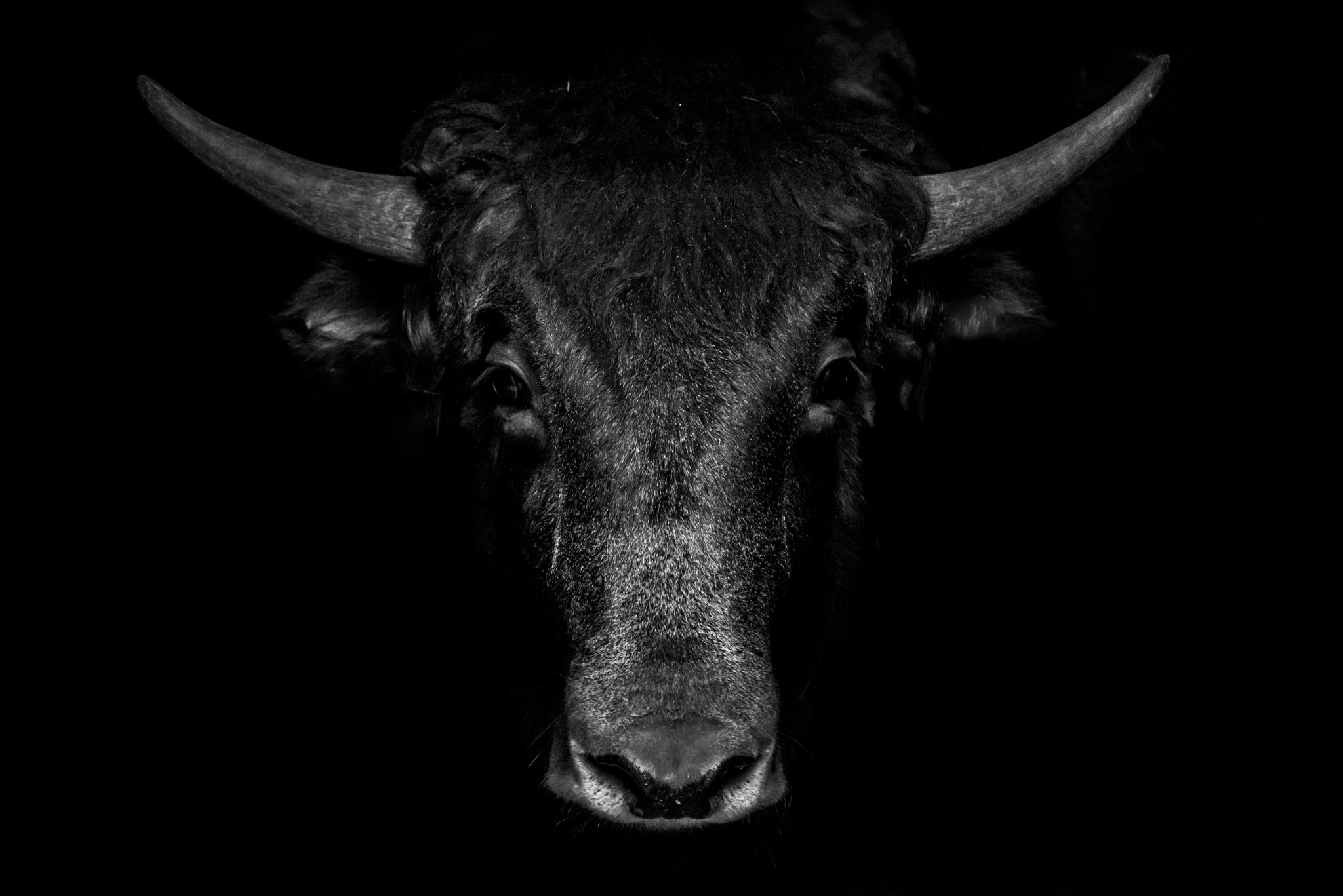 Sigma 50-500mm F4-6.3 EX APO RF HSM sample photo. Black bull photography