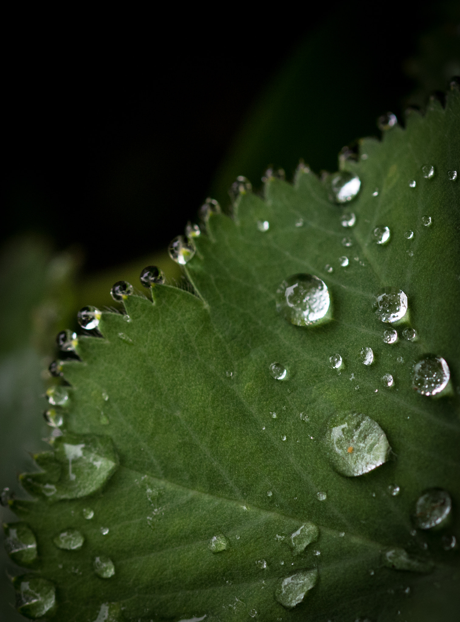 Sigma 105mm F2.8 EX DG OS HSM sample photo. Drops photography