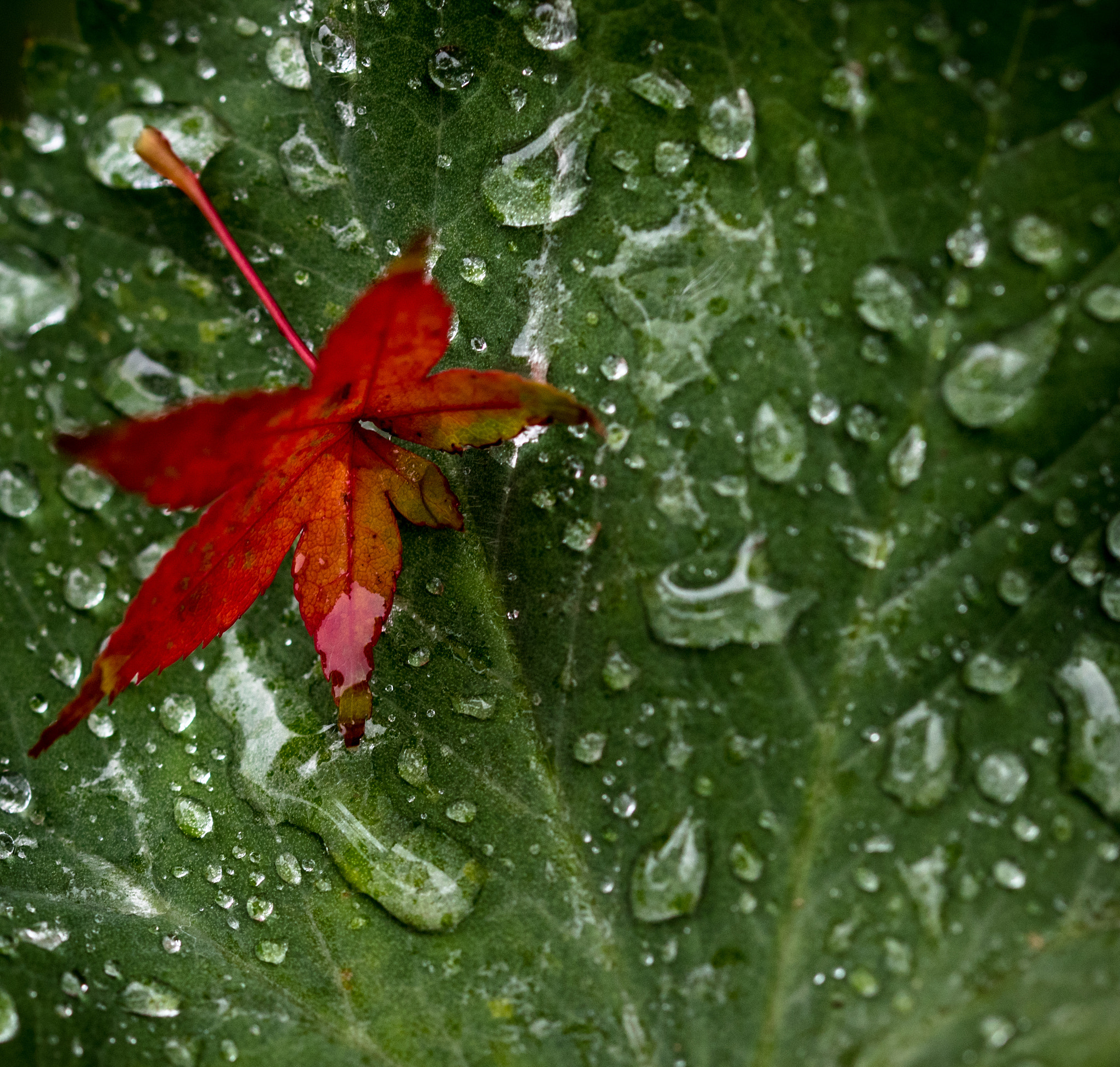 Sigma 105mm F2.8 EX DG OS HSM sample photo. Red leaf photography