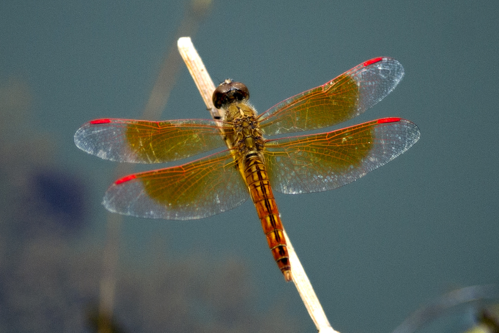 Nikon D3S sample photo. Dragonfly photography