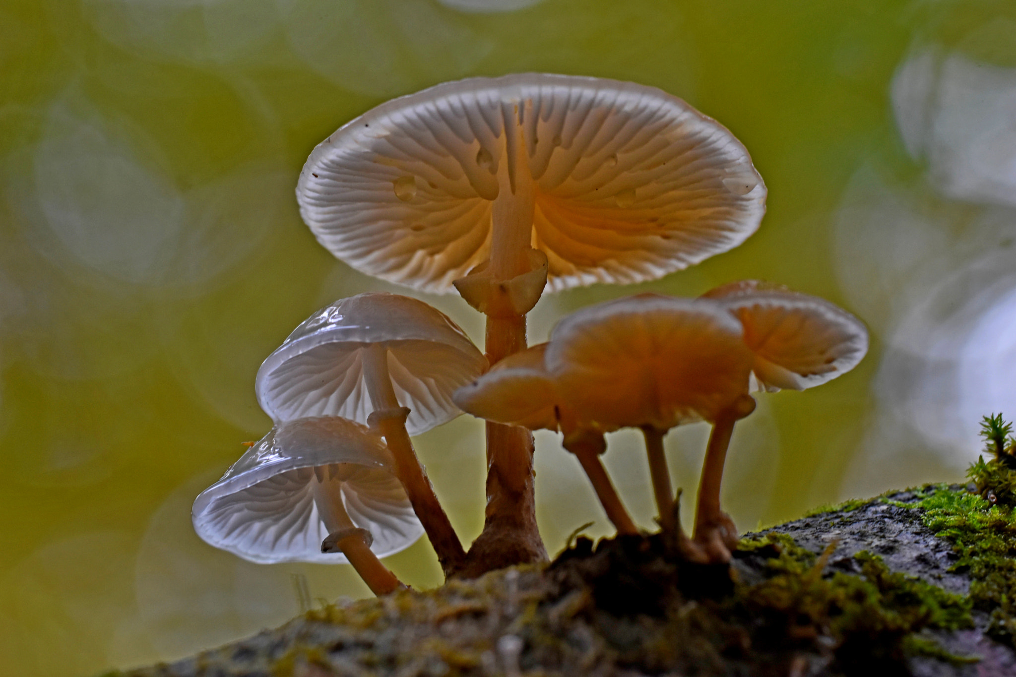 Sigma APO Macro 180mm F3.5 EX DG HSM sample photo. Mushrooms group photography