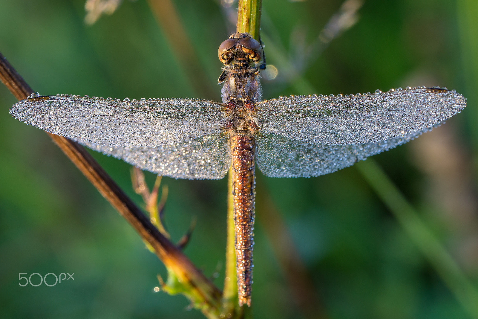 Sony a6000 + Sony FE 90mm F2.8 Macro G OSS sample photo. Dragonfly with dew photography