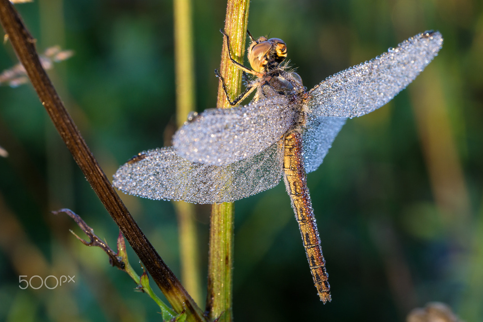 Sony a6000 + Sony FE 90mm F2.8 Macro G OSS sample photo. Dragonfly with dew photography