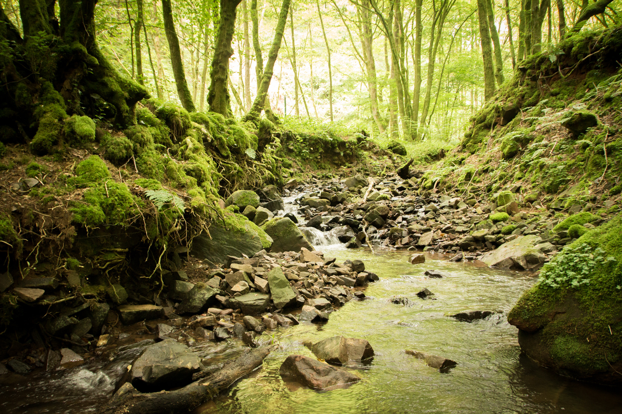Sigma 18-250mm F3.5-6.3 DC OS HSM sample photo. Mossy creek photography