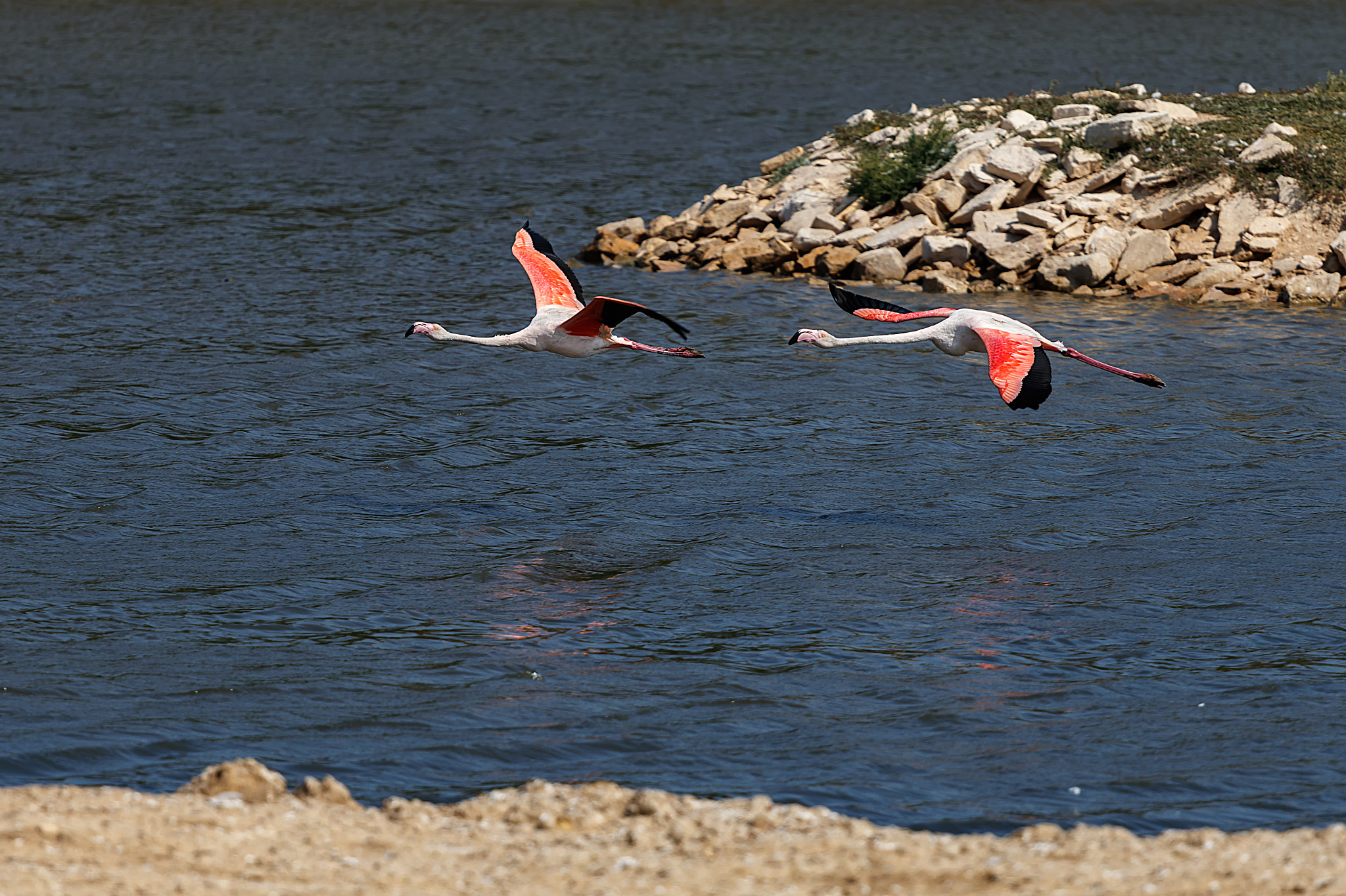 Canon EOS 80D + Canon EF 70-200mm F4L USM sample photo. Flamencos photography