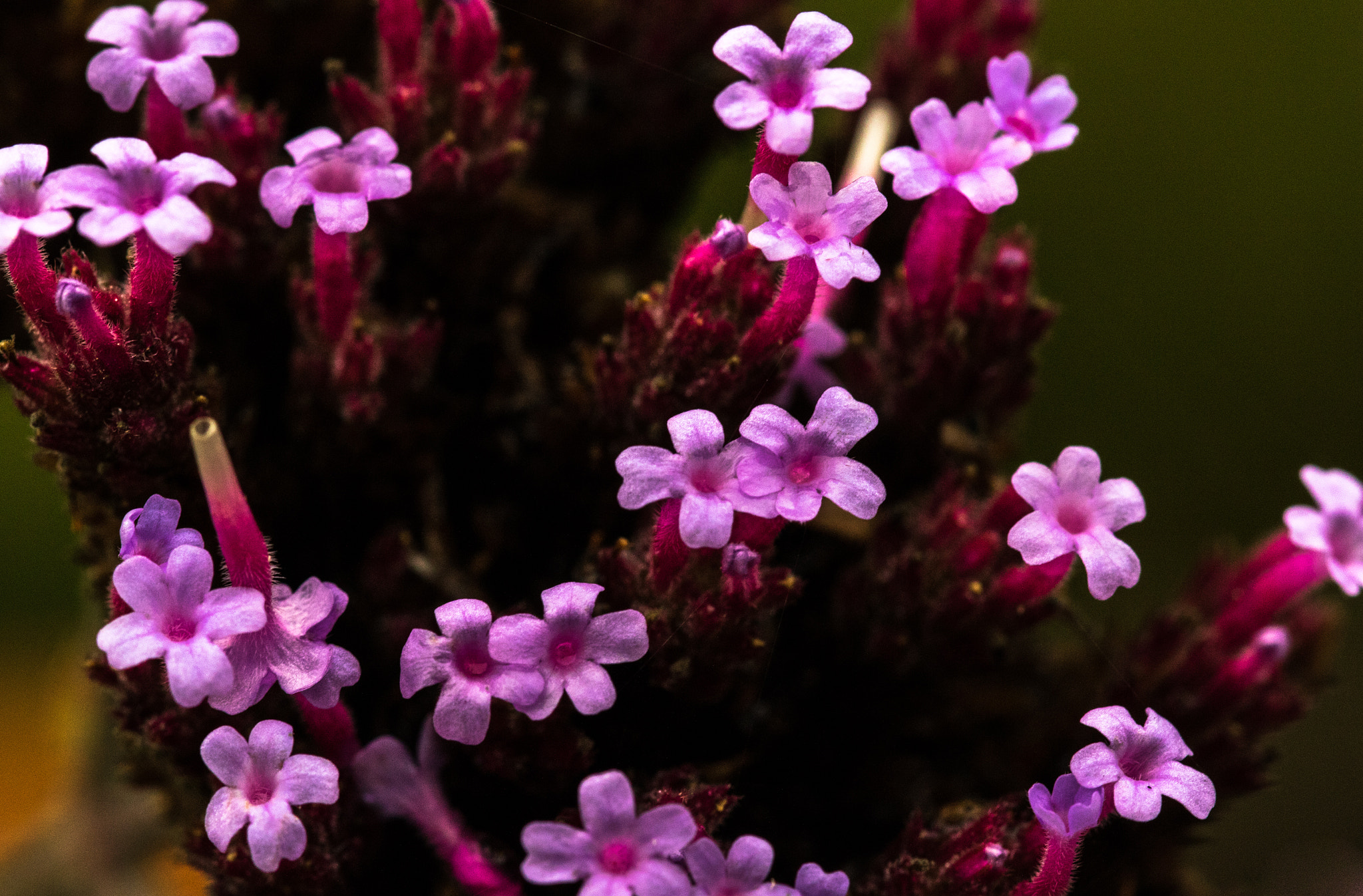 Sigma 105mm F2.8 EX DG OS HSM sample photo. Purple bits photography