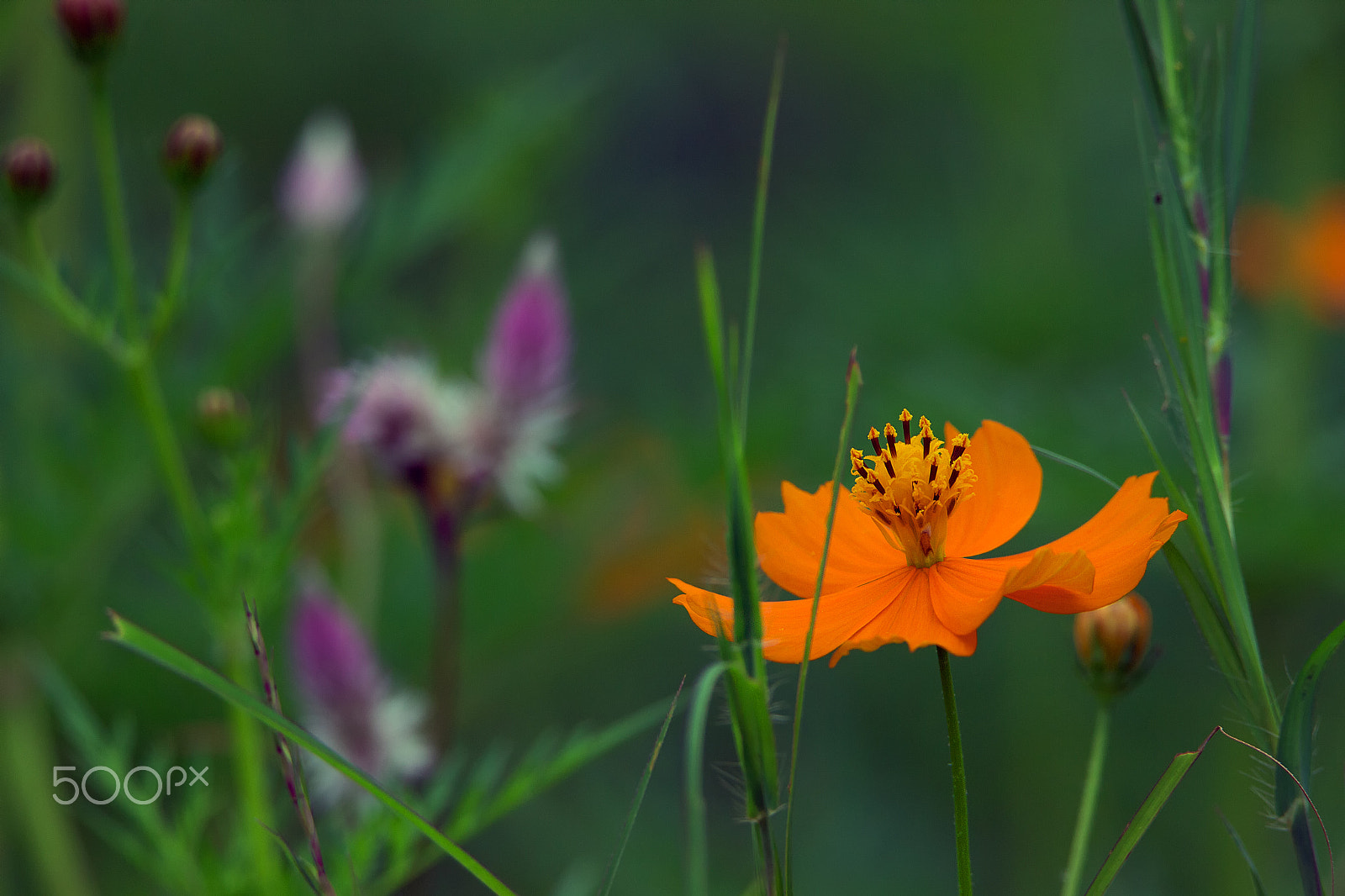 Tamron SP 150-600mm F5-6.3 Di VC USD sample photo. Intimacy with the wild flowers photography