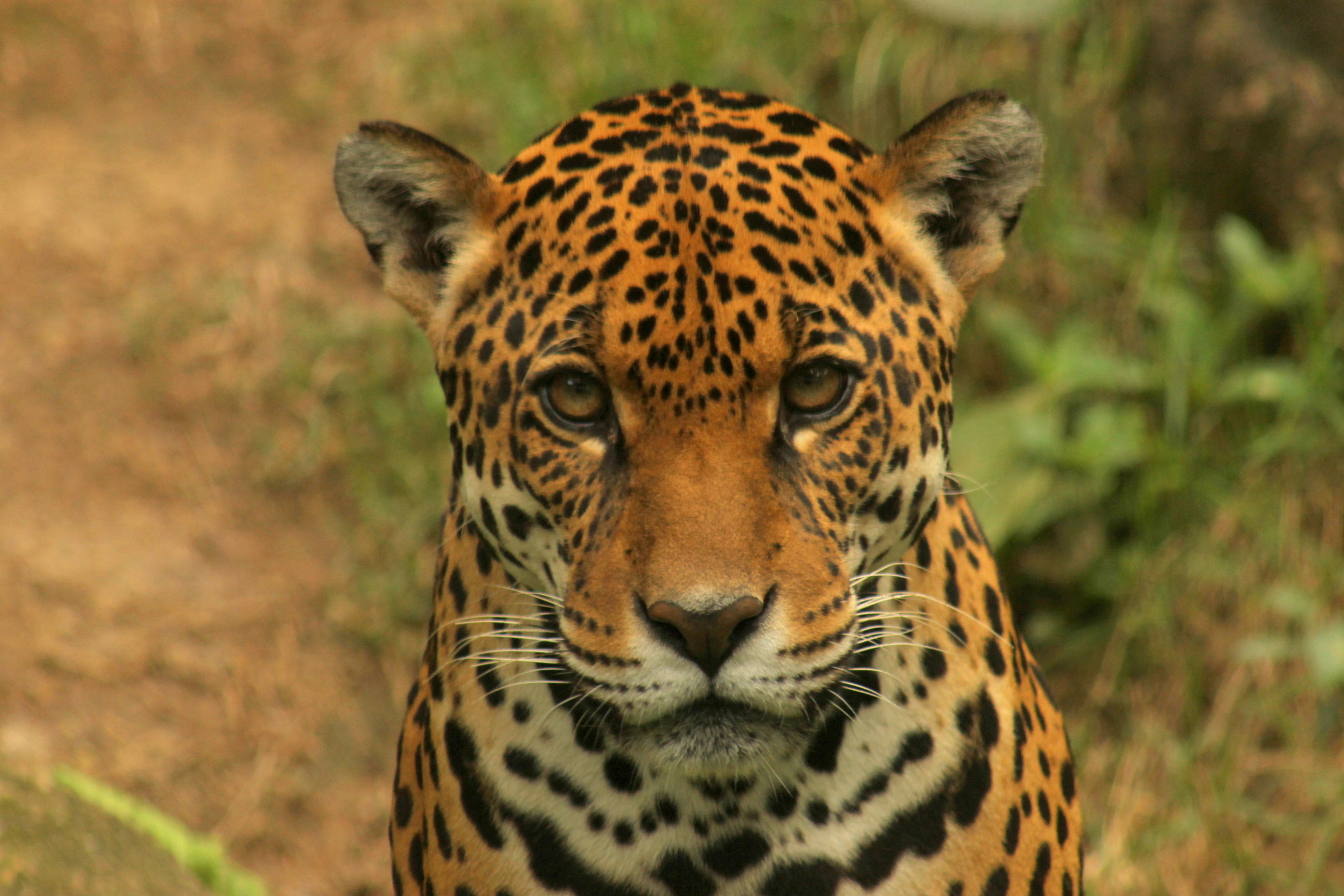 Canon EOS 1100D (EOS Rebel T3 / EOS Kiss X50) sample photo. Portrait of a jaguar photography