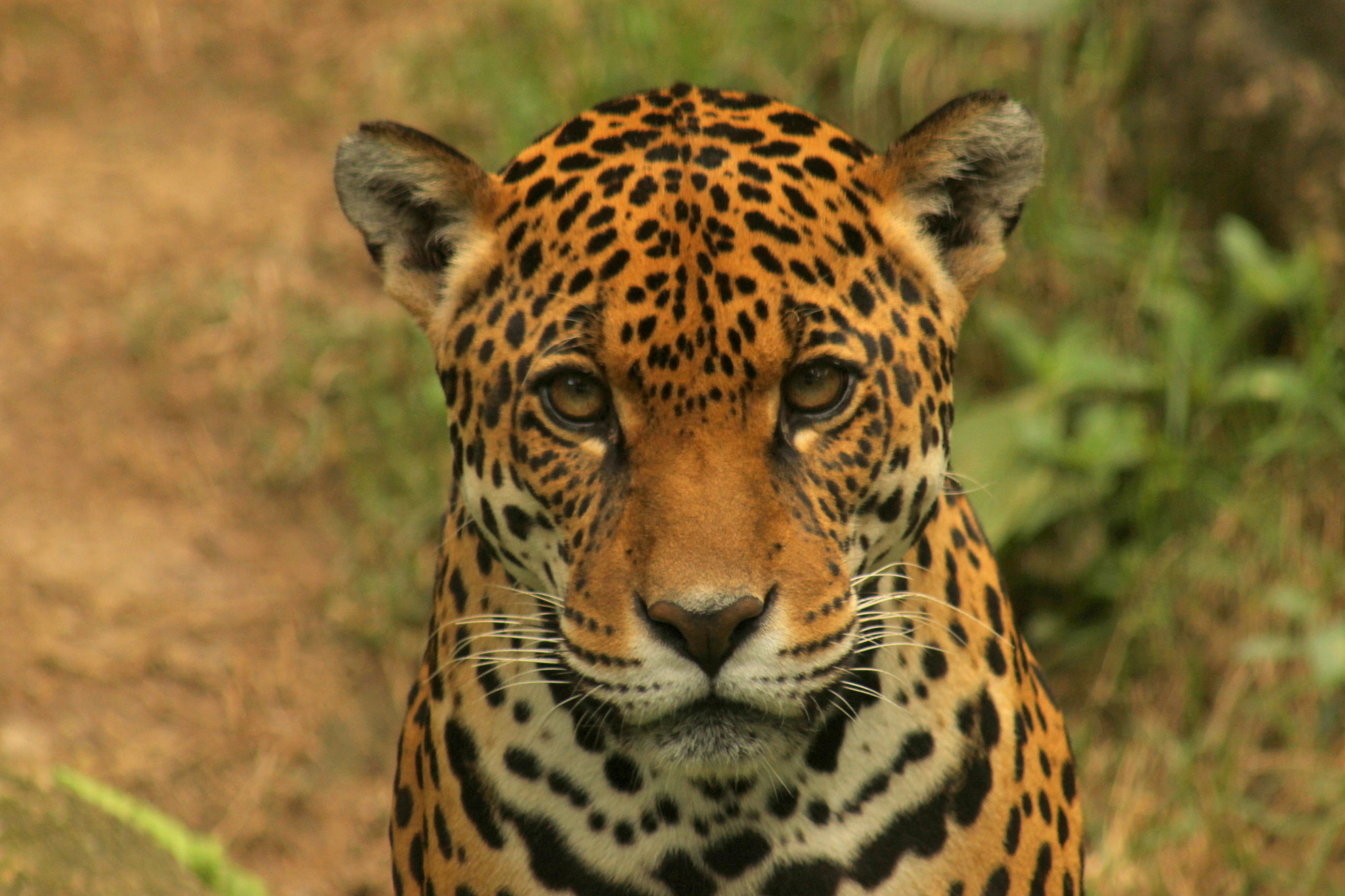 Canon EF 75-300mm f/4-5.6 USM sample photo. Portrait of a jaguar photography