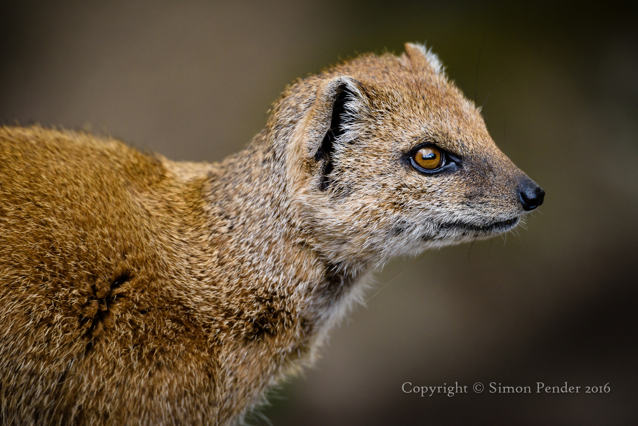 Nikon D810 + Sigma 50-500mm F4.5-6.3 DG OS HSM sample photo. Yellow mongoose 3 photography