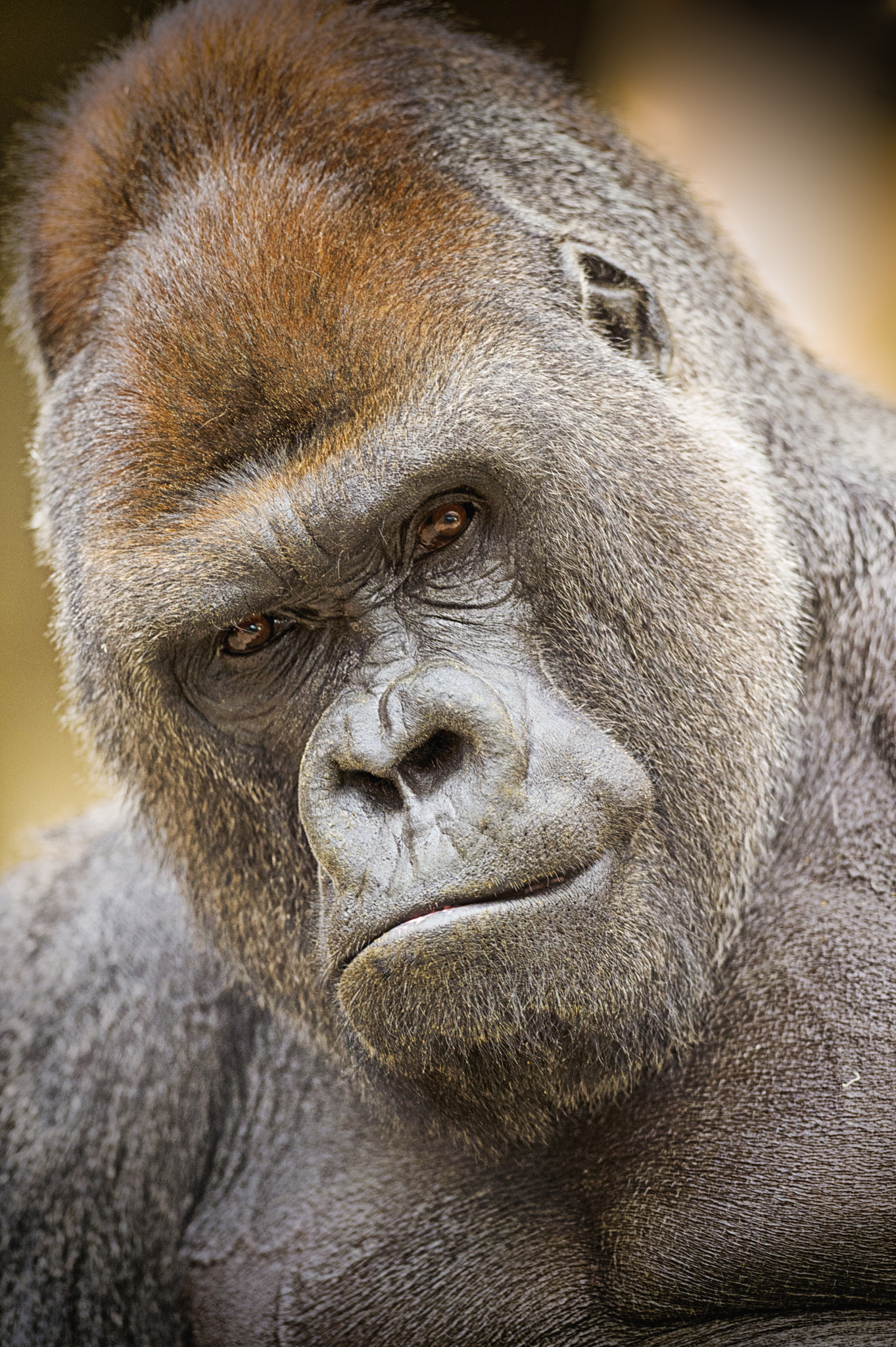 AF-S Nikkor 300mm f/2.8D IF-ED II sample photo. The king photography