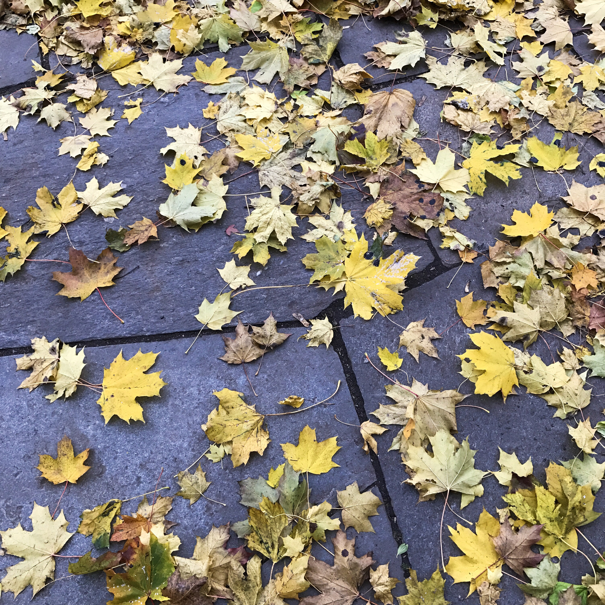 Apple iPhone 7 Plus sample photo