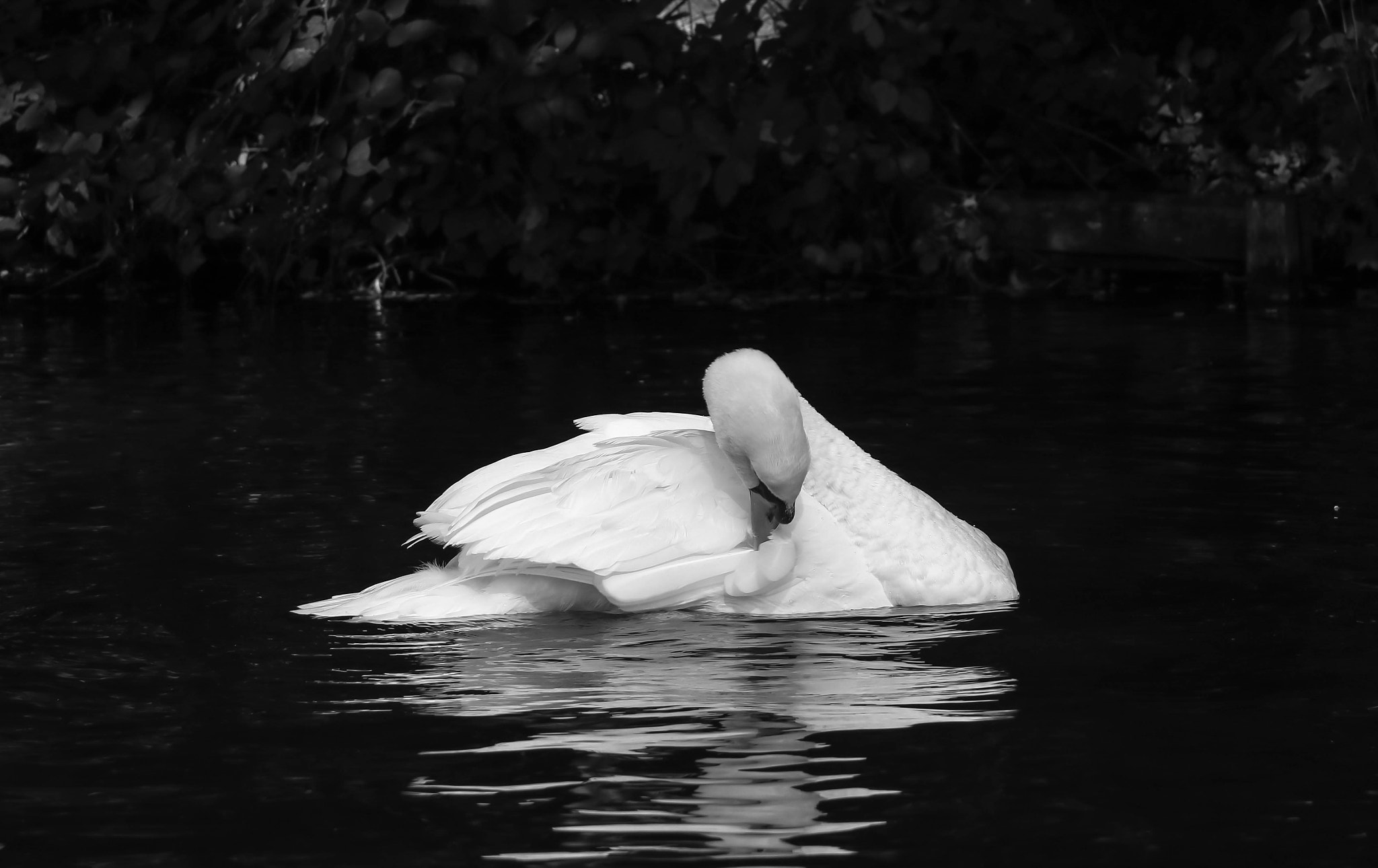 Canon EOS 760D (EOS Rebel T6s / EOS 8000D) + Canon EF-S 17-85mm F4-5.6 IS USM sample photo. White swan in black and white photography