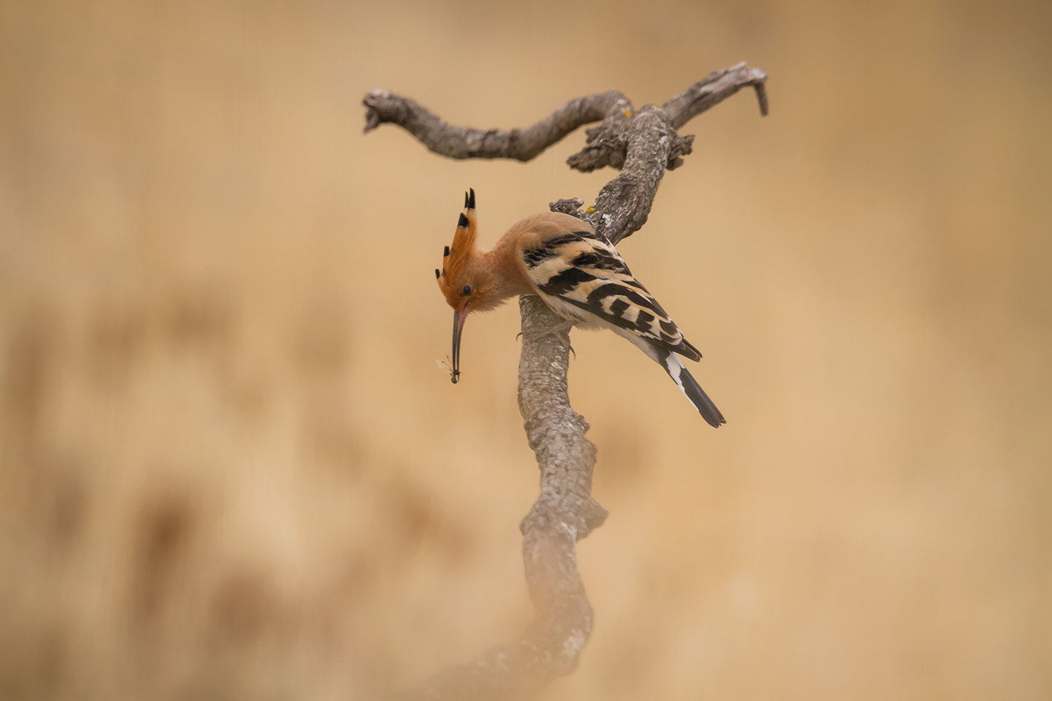 Canon EF 500mm F4L IS II USM sample photo. Abubilla photography
