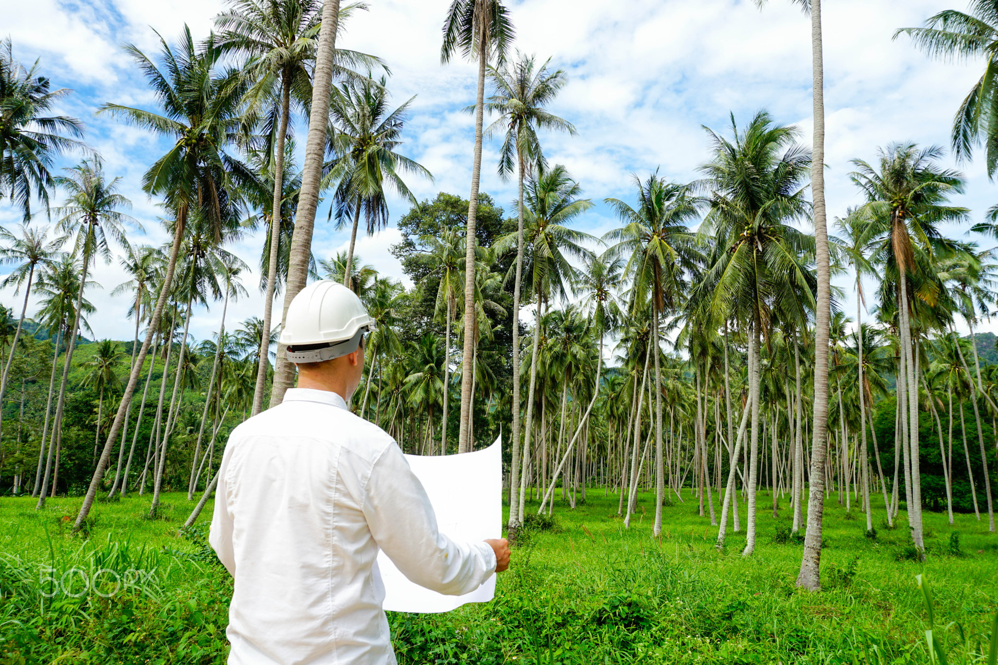 Architector inspect land for construction site in coconut palm tree grove