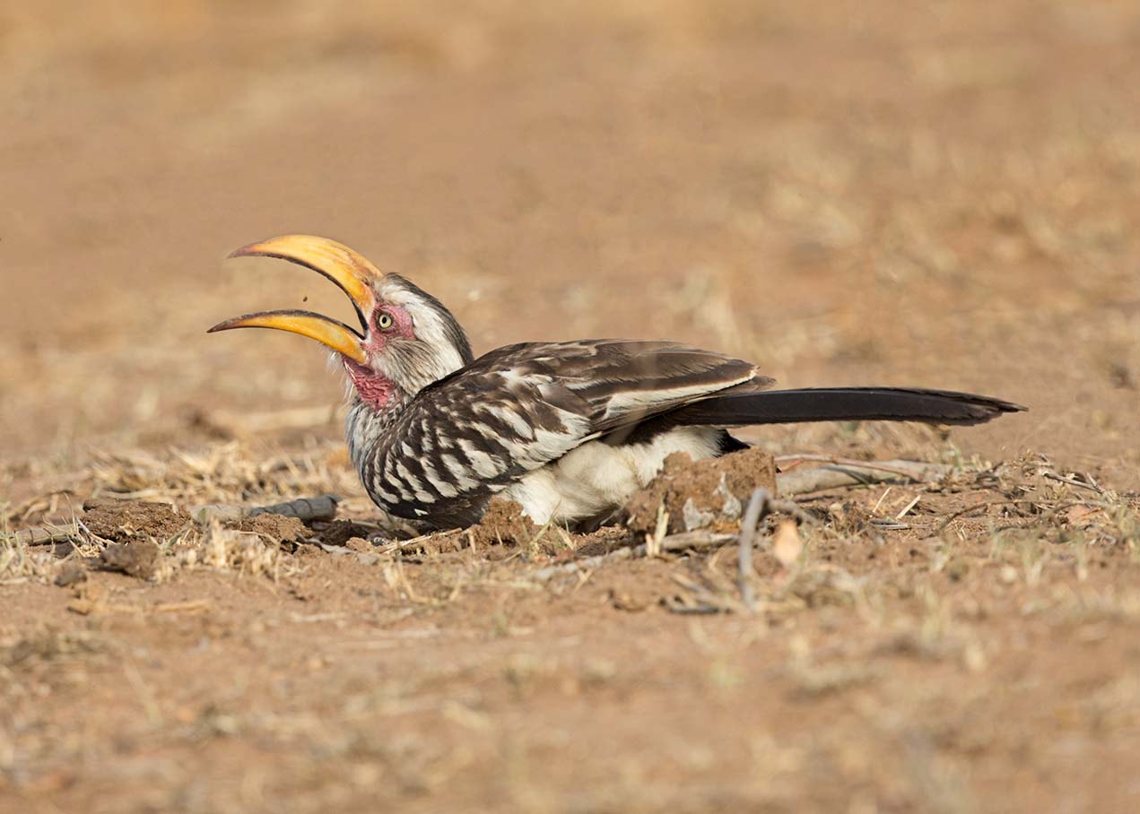 Canon EF 500mm F4L IS II USM sample photo. Hornbill feeding photography