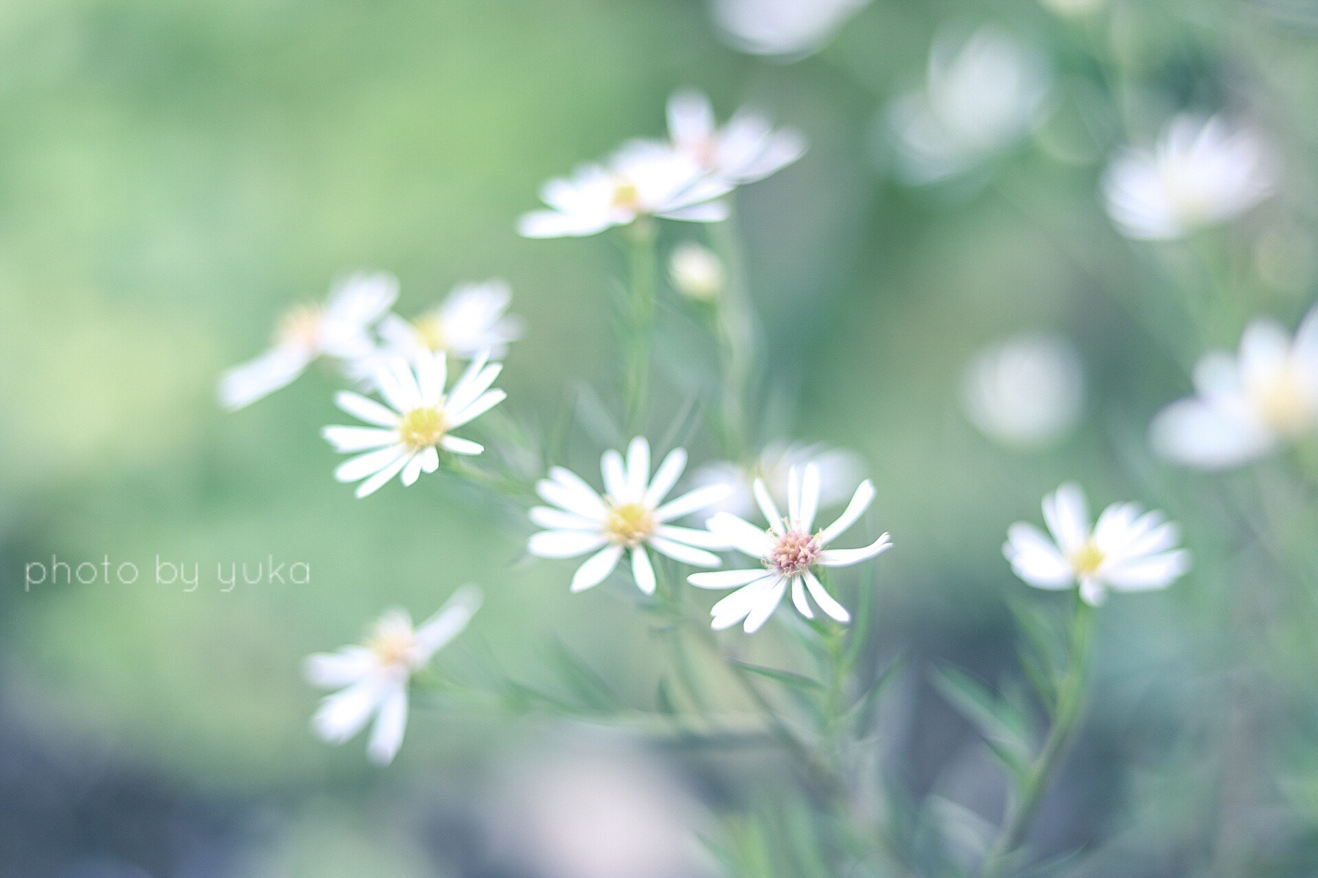 Canon EOS 750D (EOS Rebel T6i / EOS Kiss X8i) + Canon EF 50mm F1.8 STM sample photo. 残りわずか photography