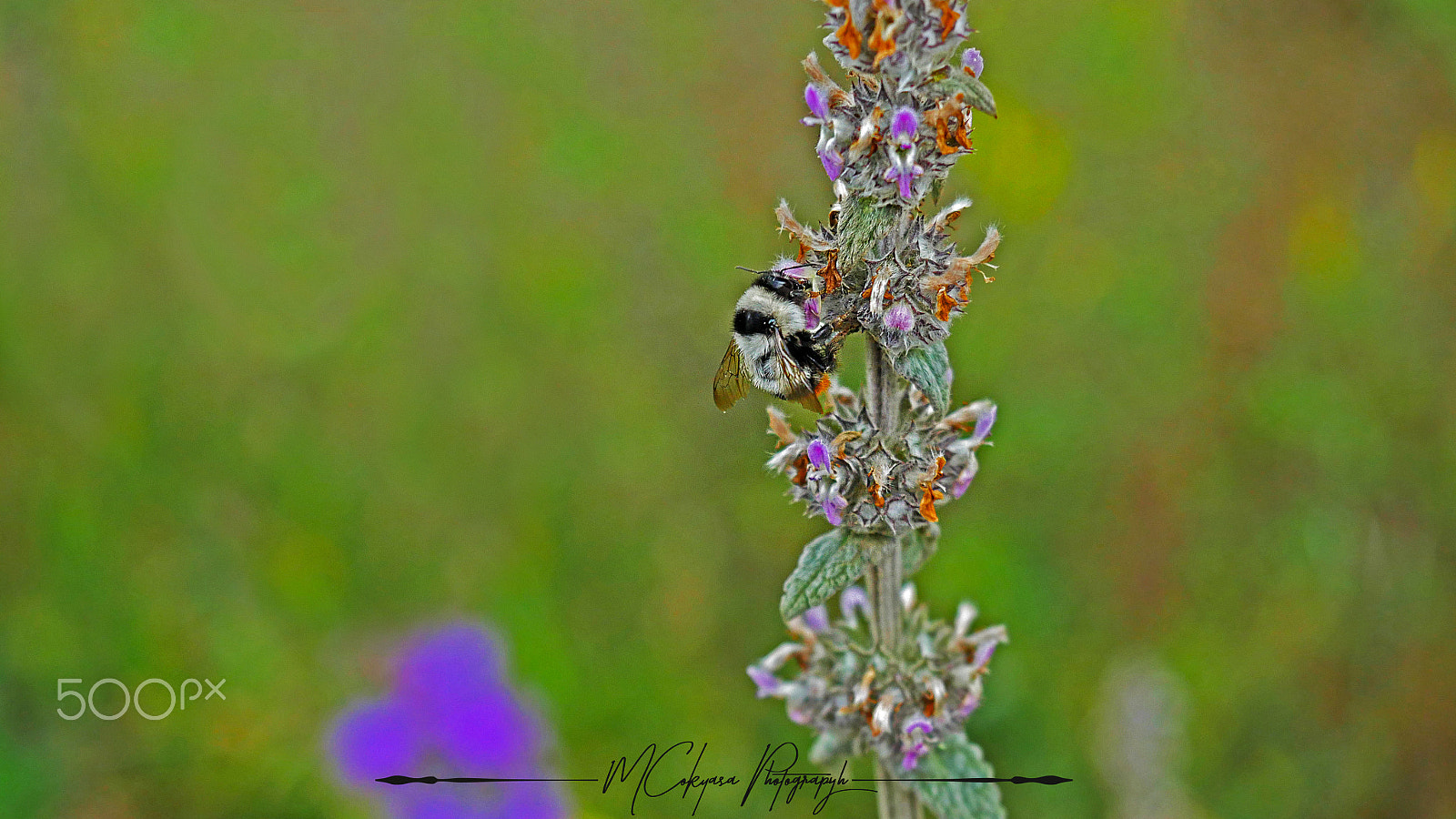 Panasonic Lumix DMC-GH4 + Olympus M.Zuiko Digital ED 12-40mm F2.8 Pro sample photo. Bee photography