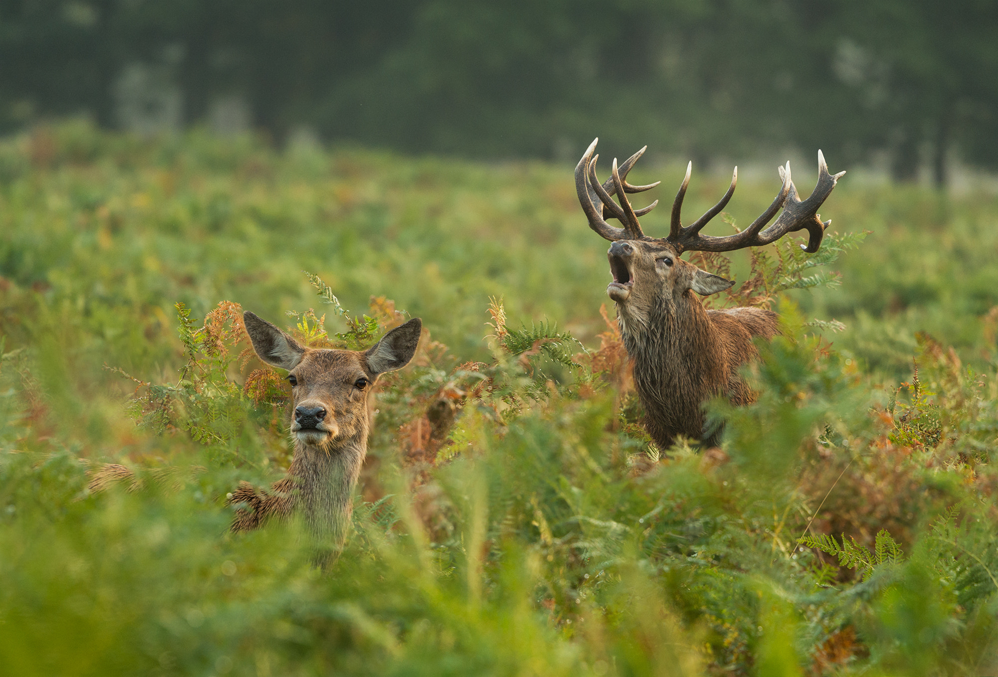 Nikon D4 sample photo. Deer photography