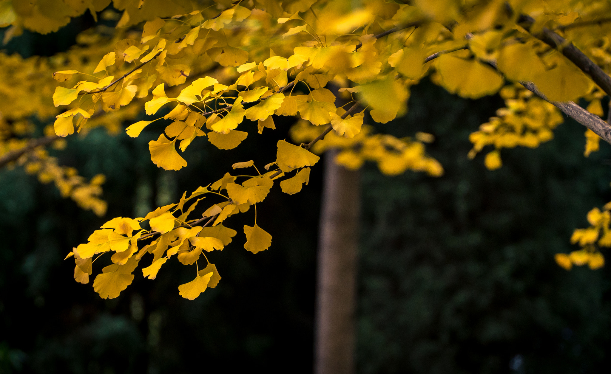 Sony FE PZ 28-135mm F4 G OSS sample photo. Dsc photography