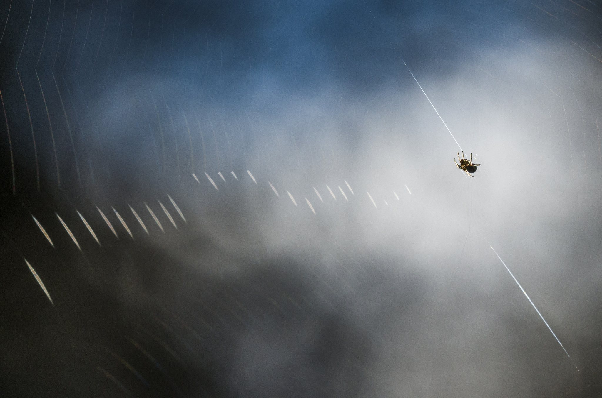 Sigma 150mm F2.8 EX DG OS Macro HSM sample photo. Little spider photography