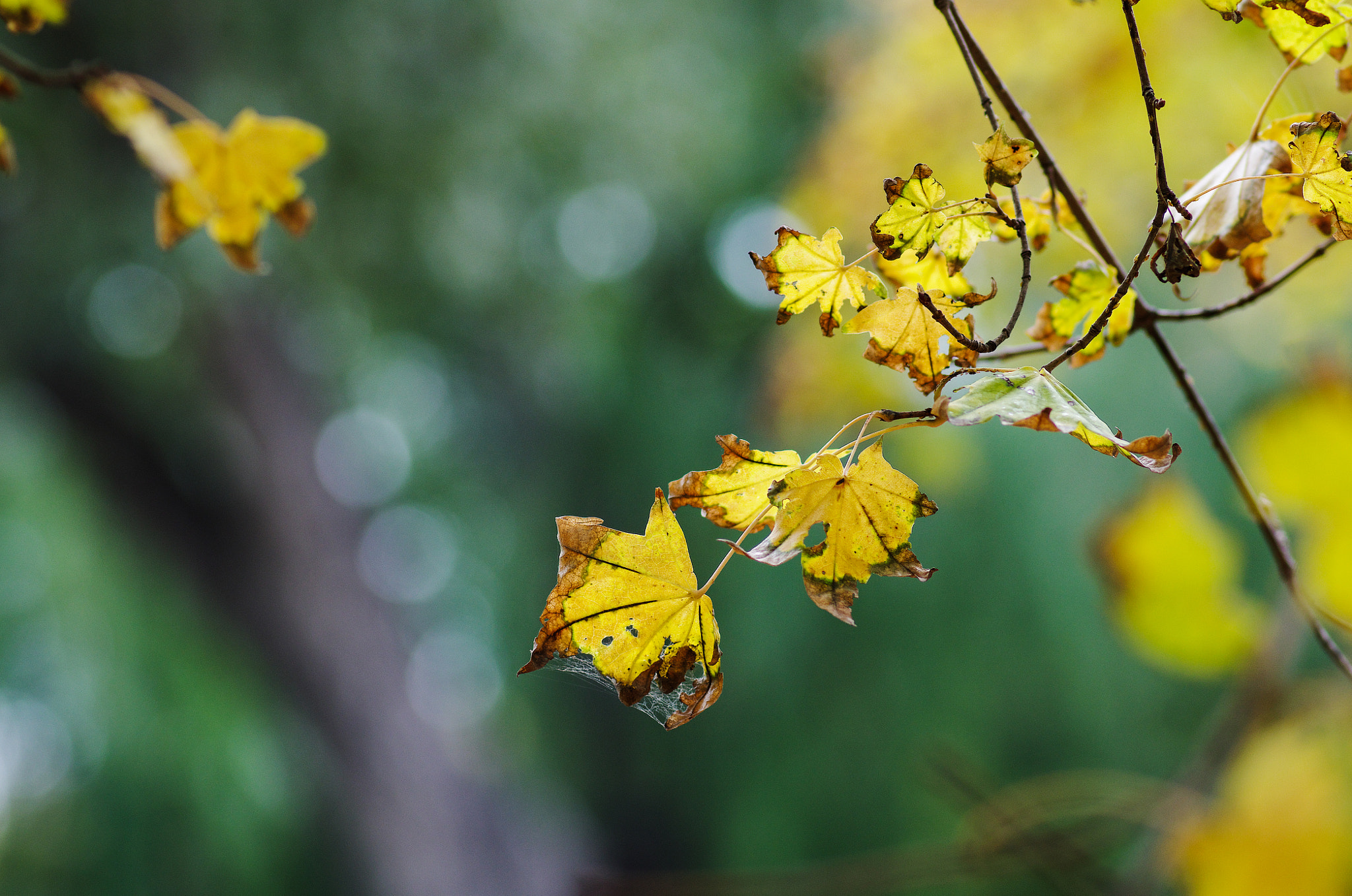 Pentax smc D-FA 100mm F2.8 Macro WR sample photo. Fall photography