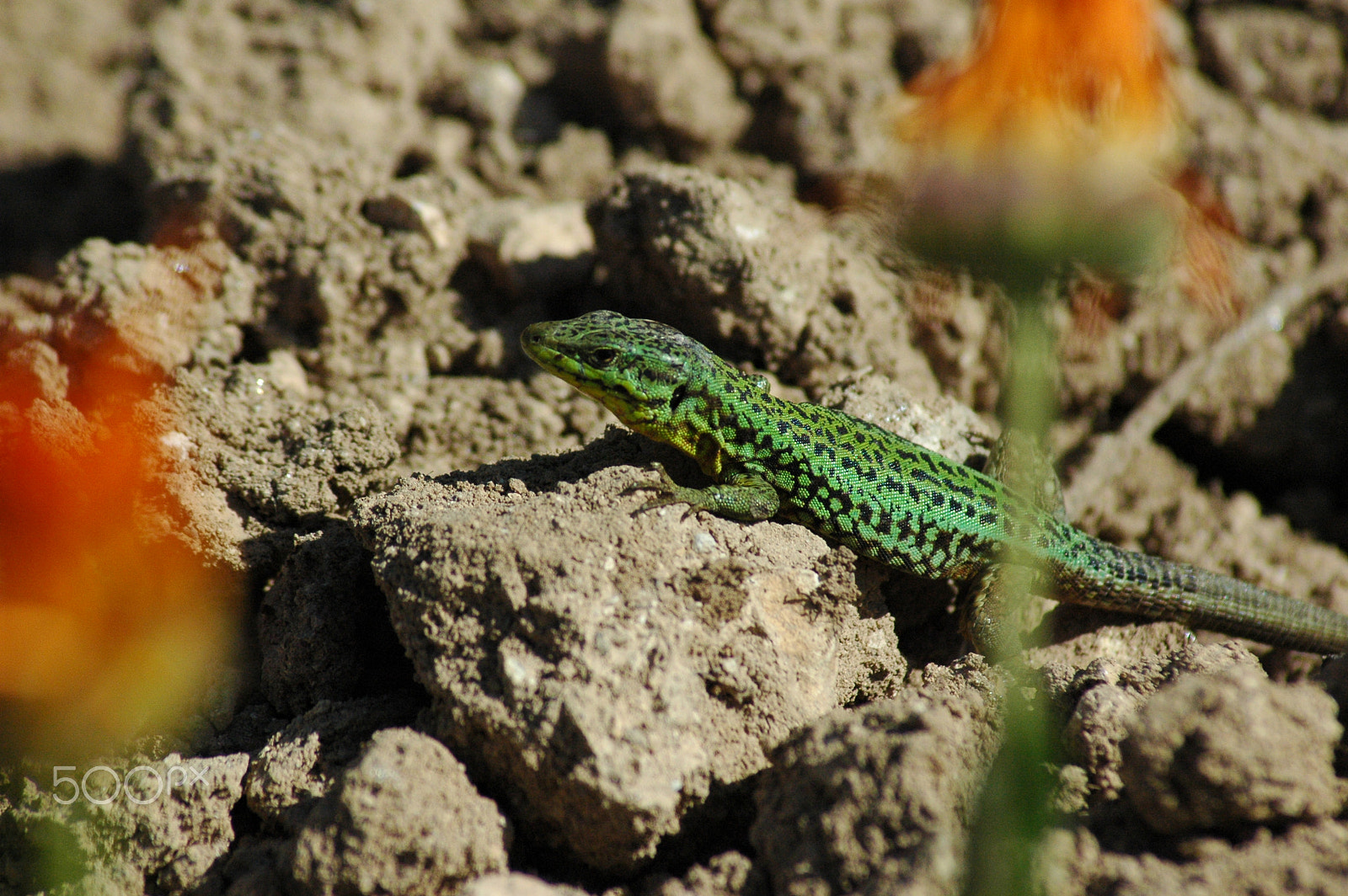 Nikon D70 sample photo. Green lizard photography