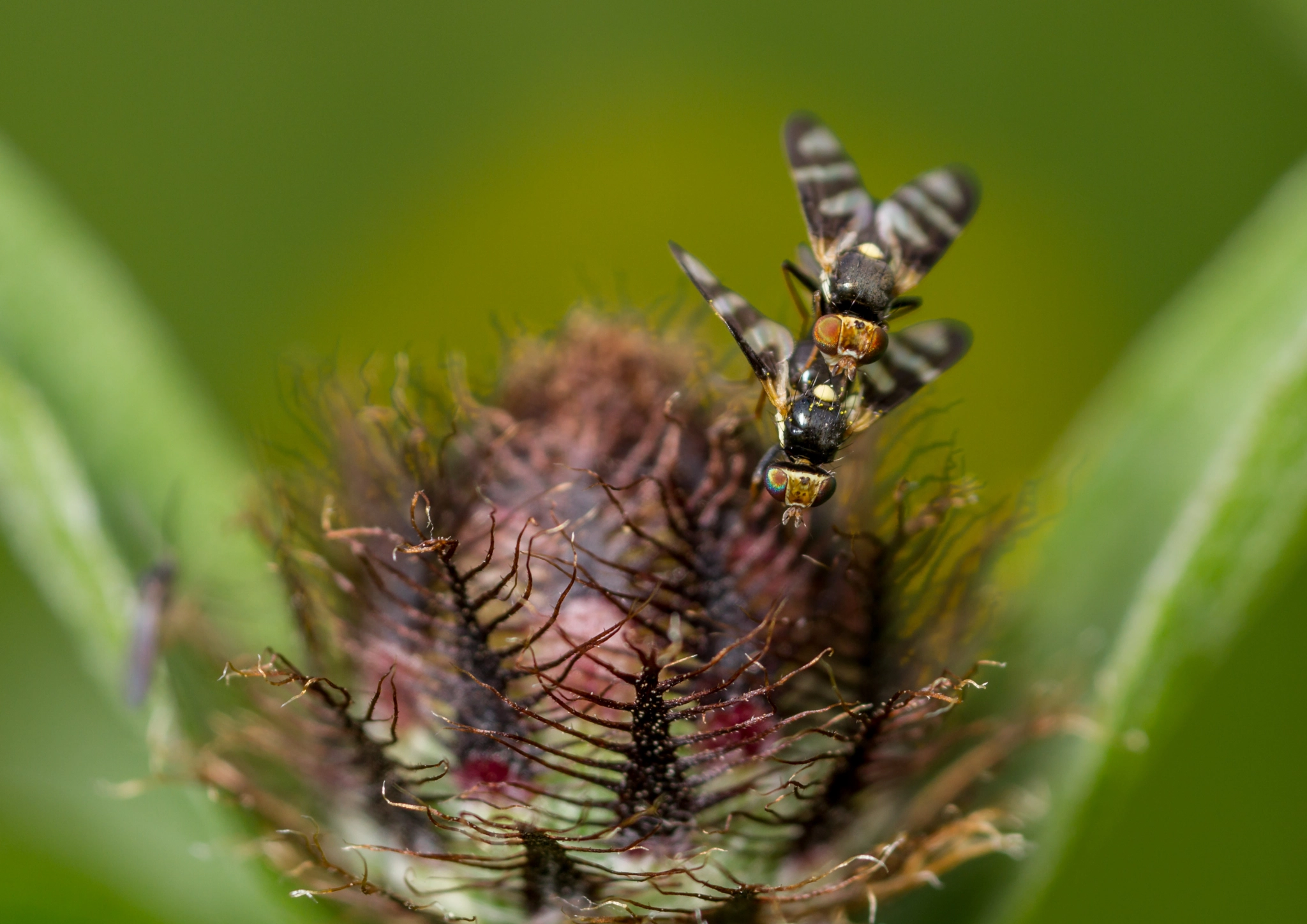 Canon MP-E 65mm F2.5 1-5x Macro Photo sample photo. Four-barred knapweed gall fly (urophora quadrifasciata) photography