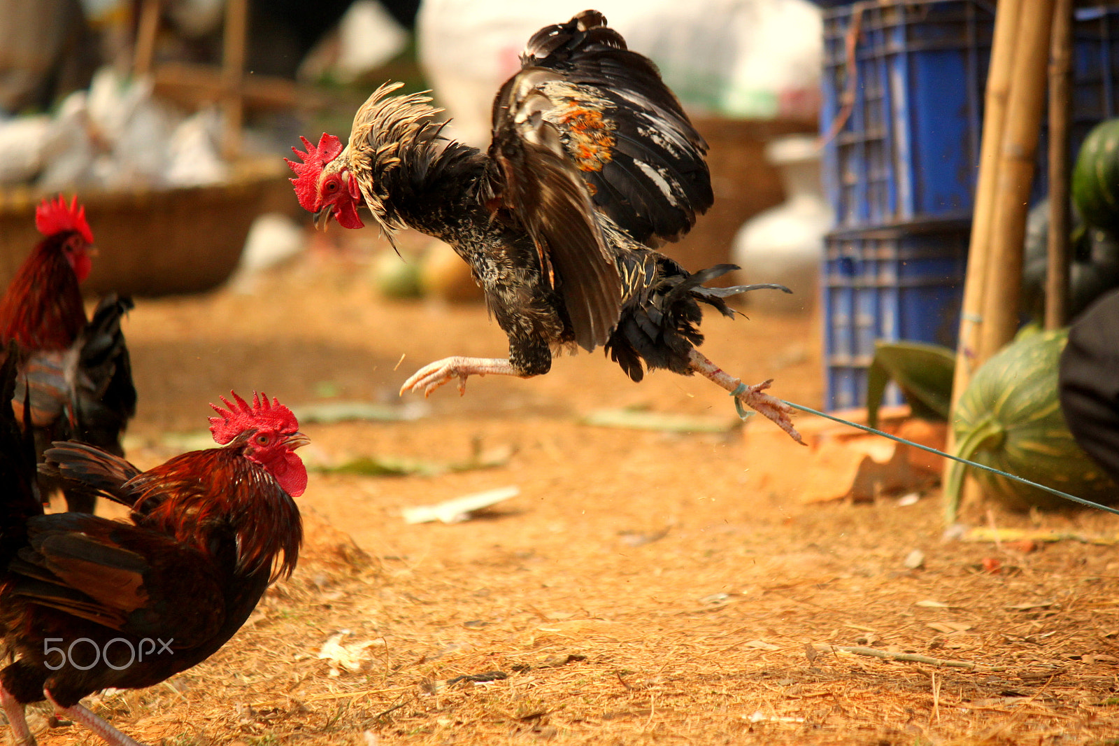 Canon EF-S 55-250mm F4-5.6 IS II sample photo. Haiiiii - ya !! photography