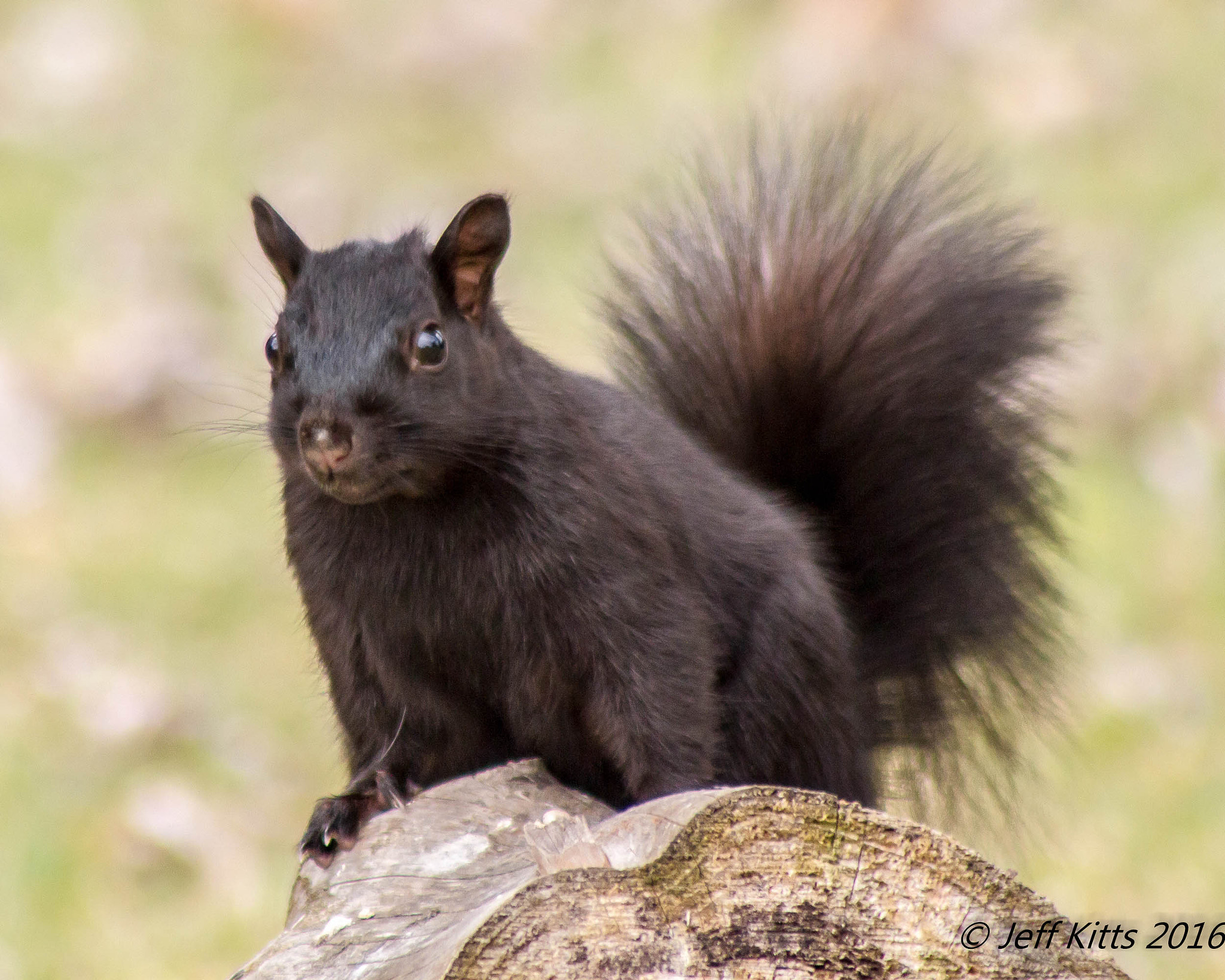 Canon EF 75-300mm f/4-5.6 USM sample photo. 3607 photography