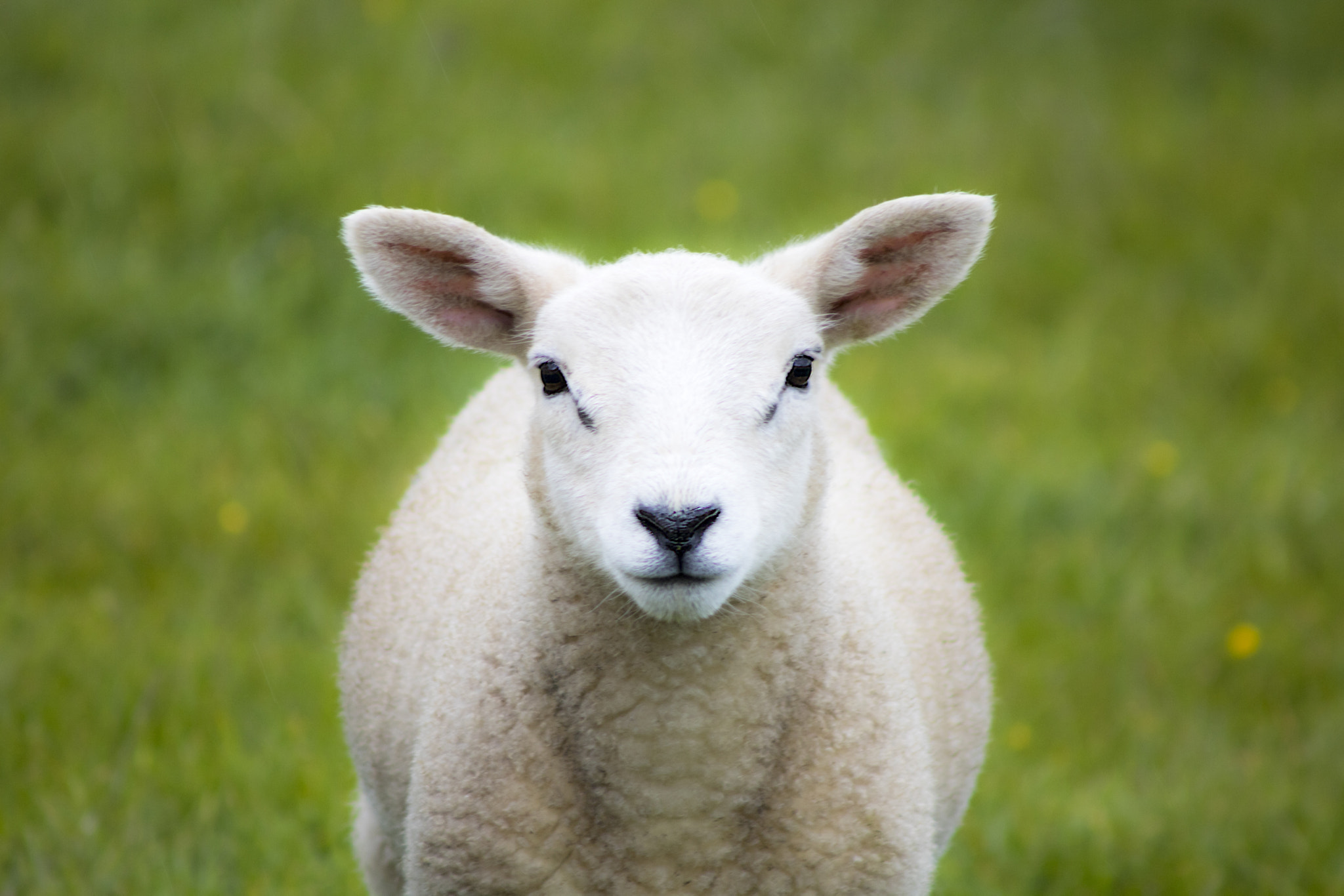Canon EF 90-300mm F4.5-5.6 sample photo. Sheep photography
