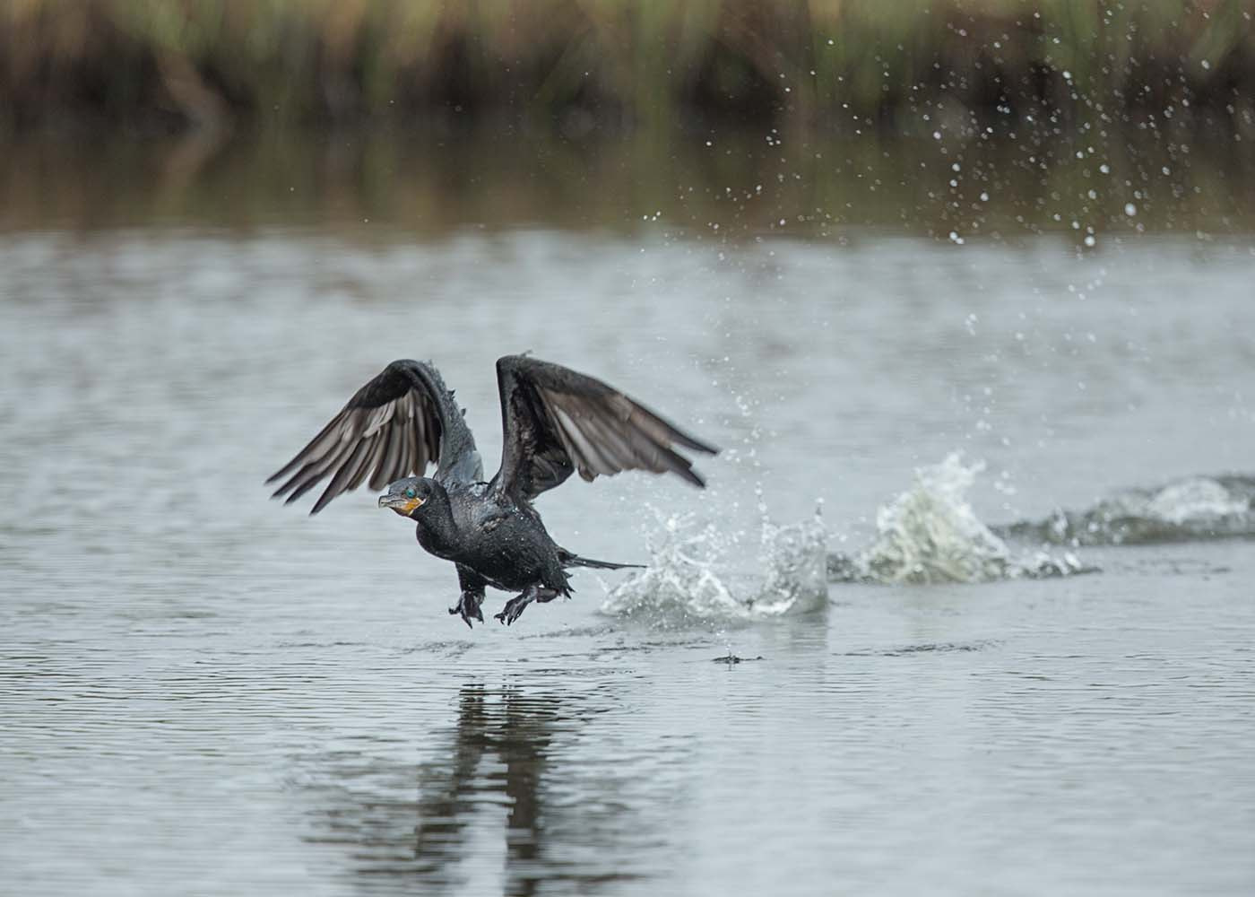 Canon EF 500mm F4L IS II USM sample photo. Cormorant lift off photography