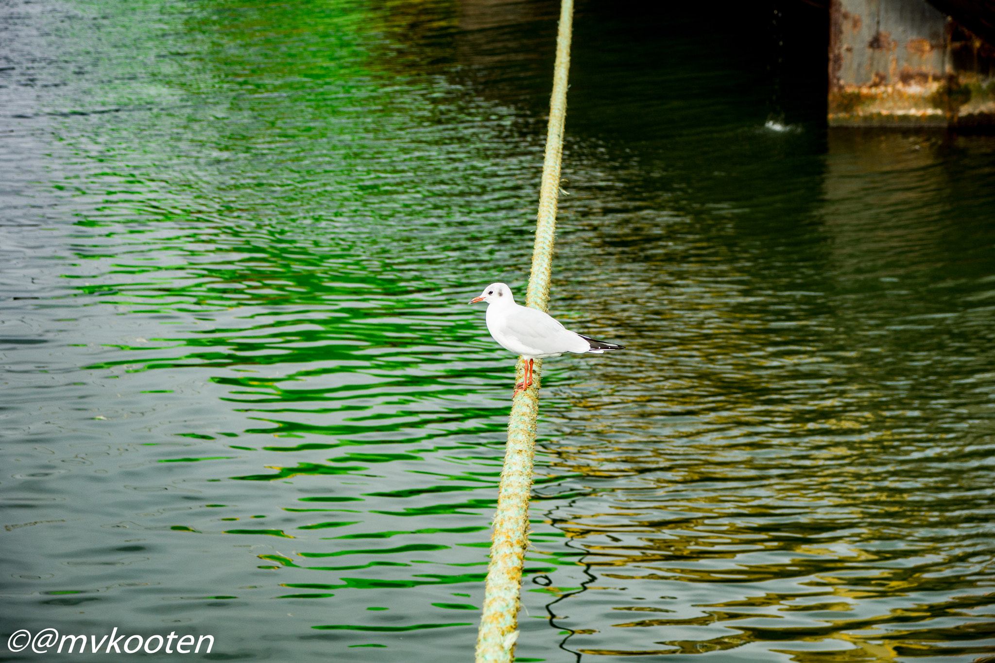 Sony SLT-A65 (SLT-A65V) sample photo. Rotterdam photography
