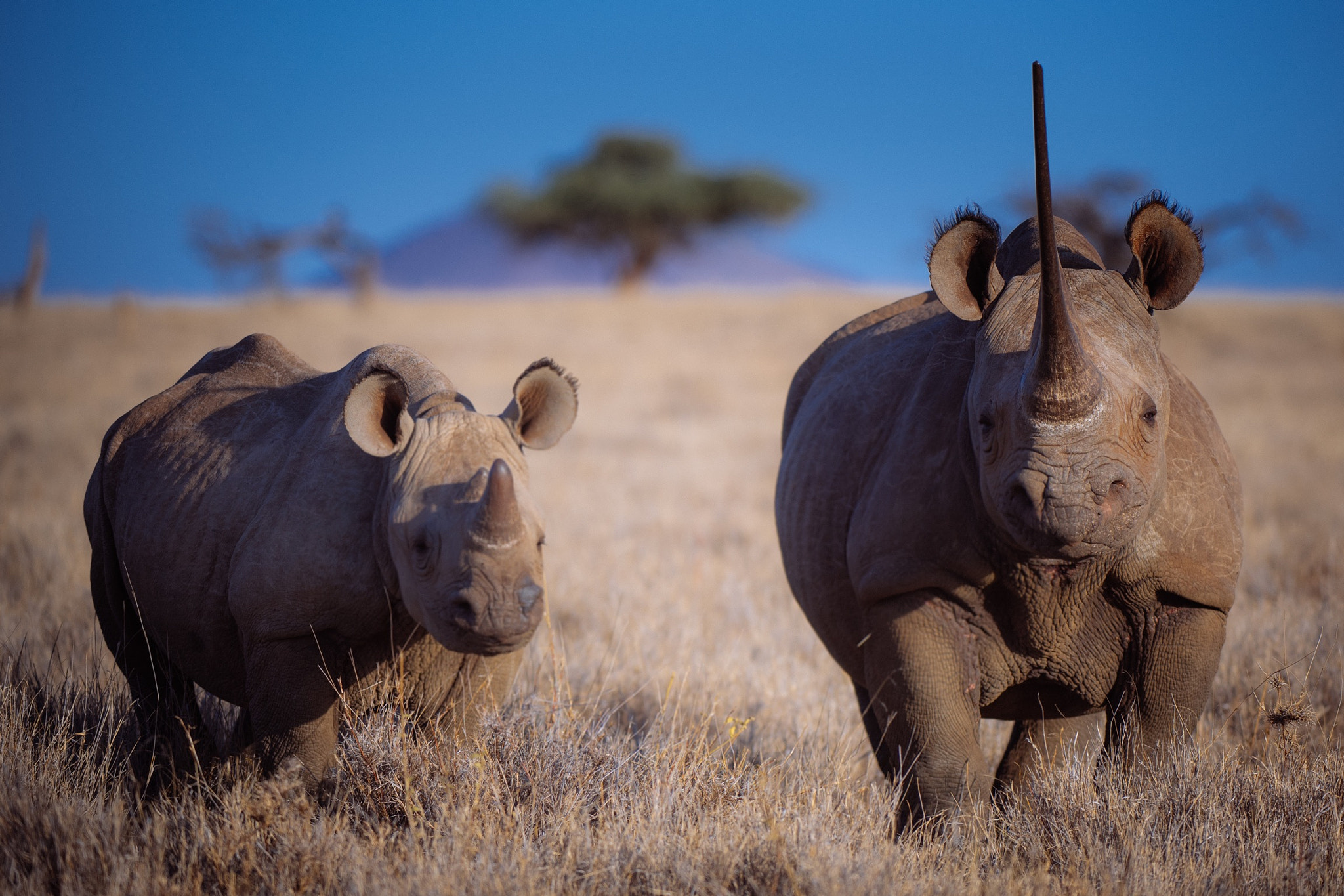 Nikon AF-S Nikkor 200-400mm F4G ED-IF VR sample photo. Horns of africa. photographed an old friend today  ... photography