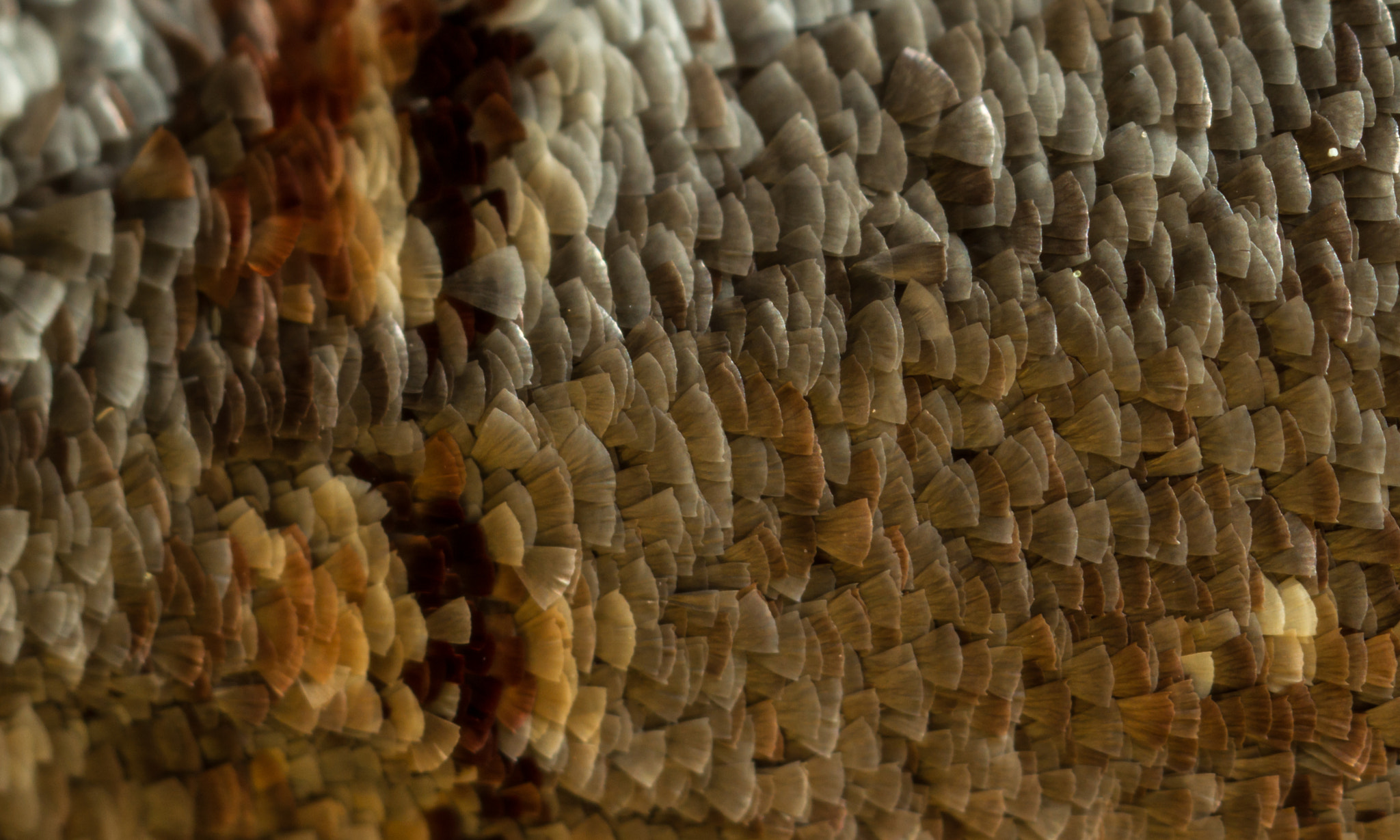 Canon MP-E 65mm F2.5 1-5x Macro Photo sample photo. Scales photography
