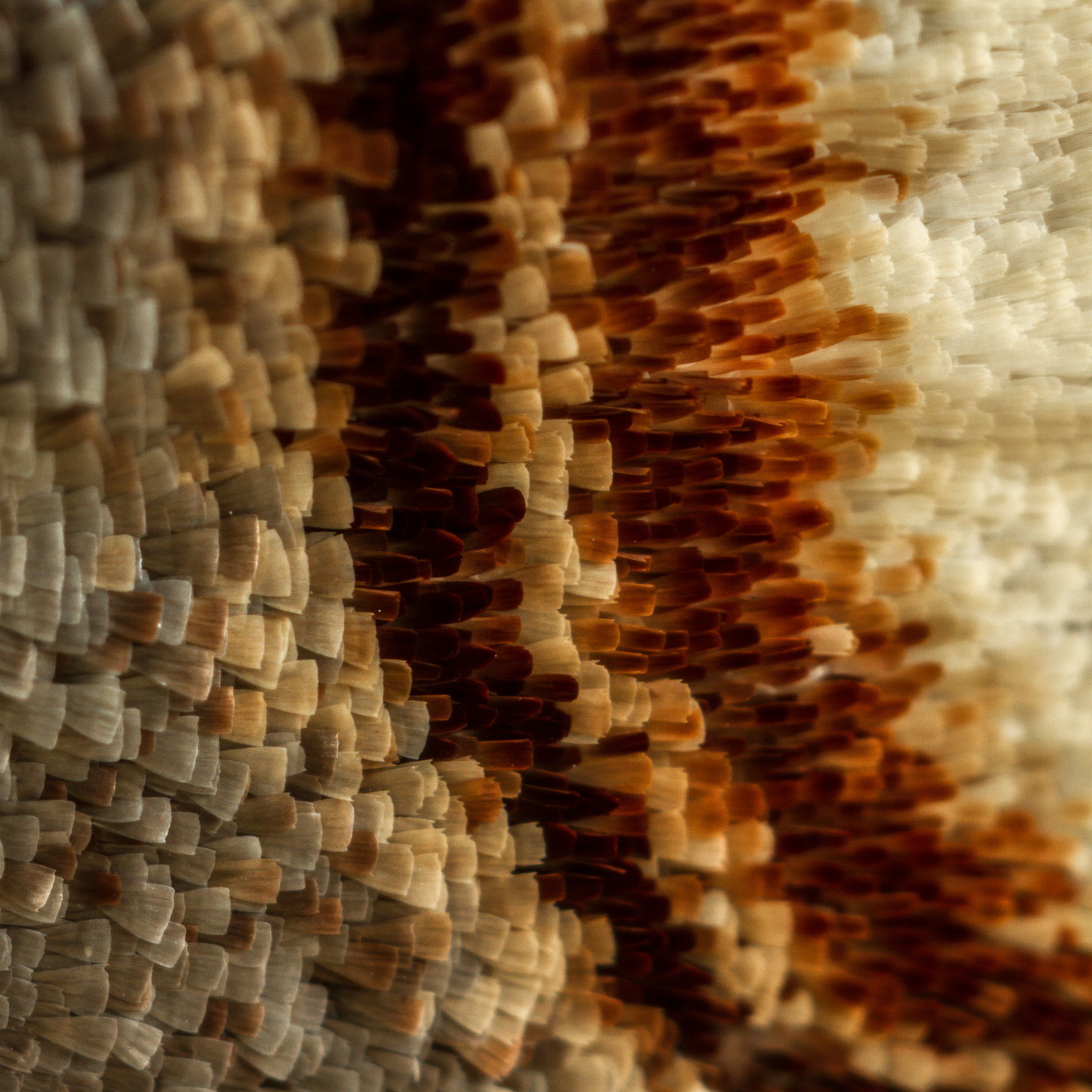 Canon MP-E 65mm F2.5 1-5x Macro Photo sample photo. Scales photography